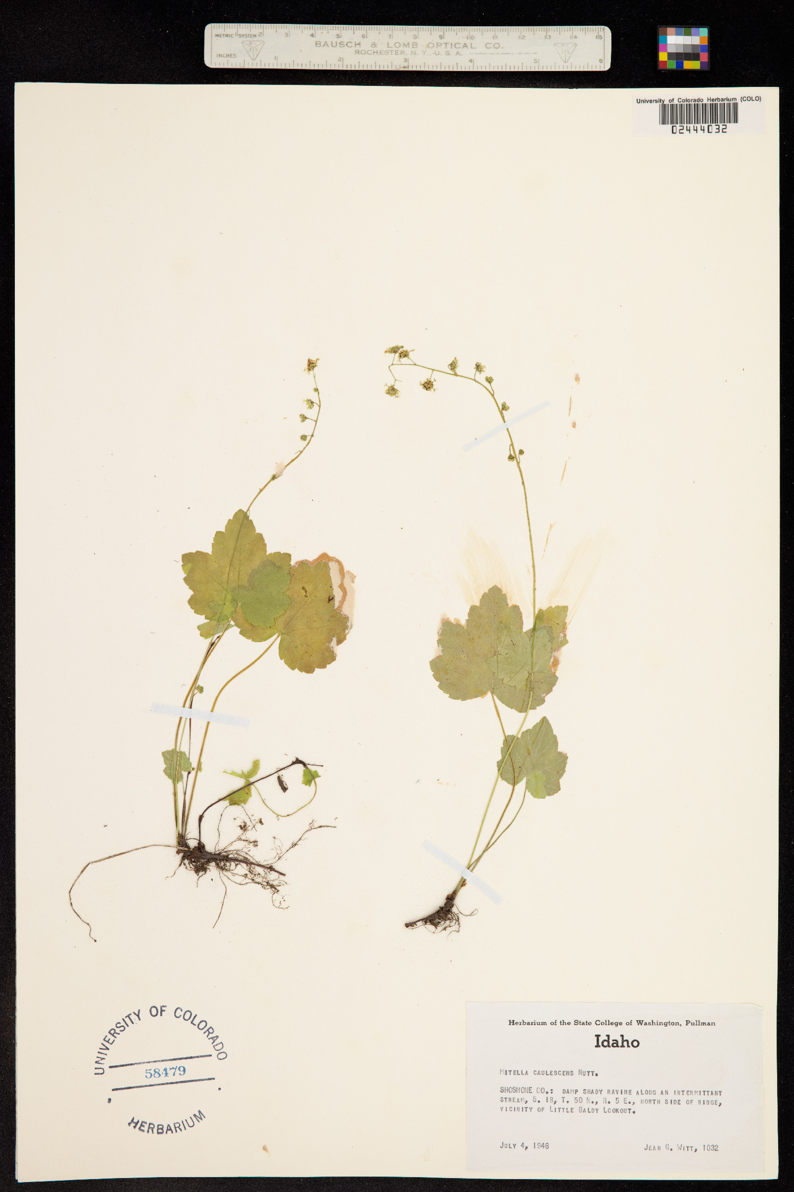 Mitella caulescens image