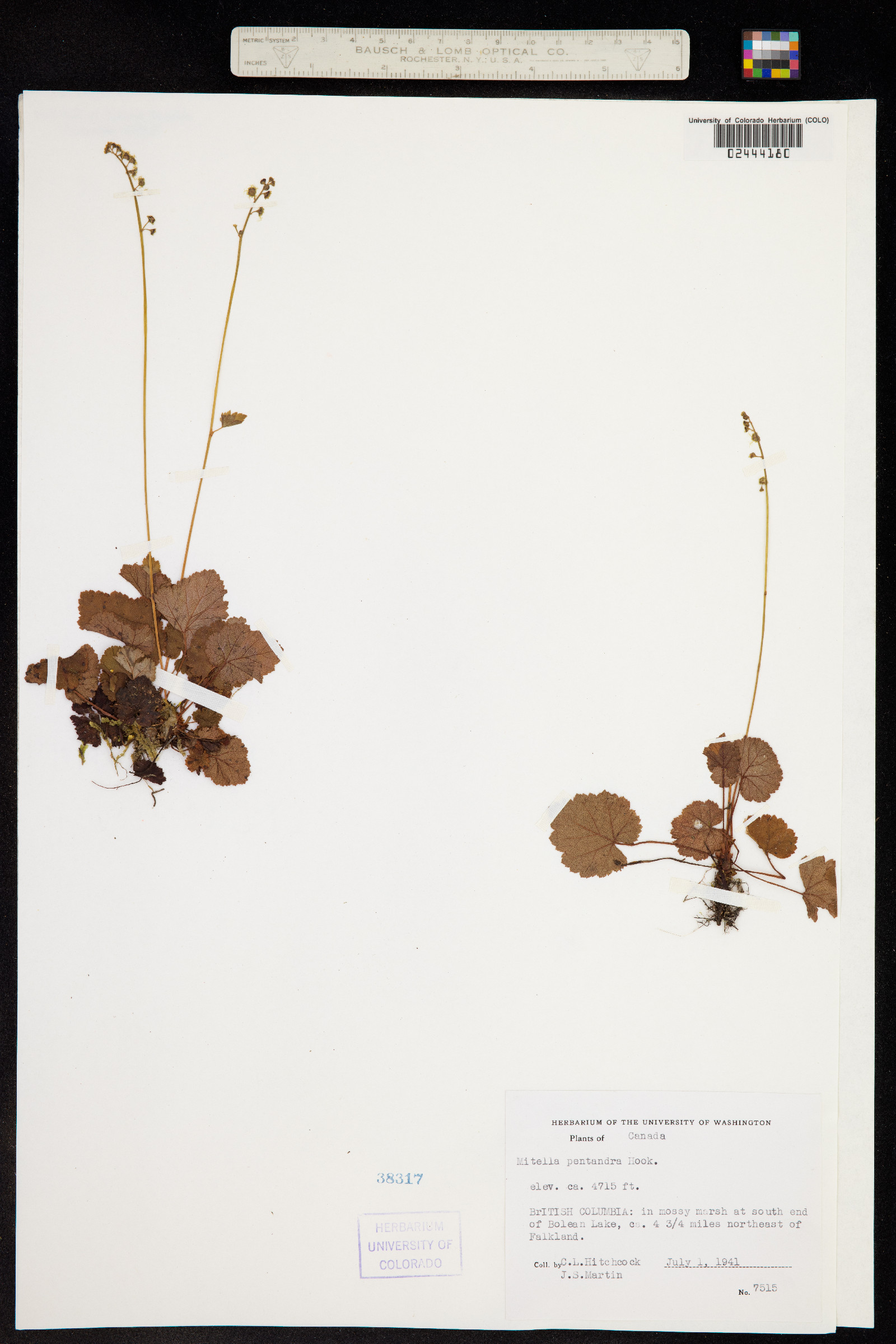 Mitella pentandra image