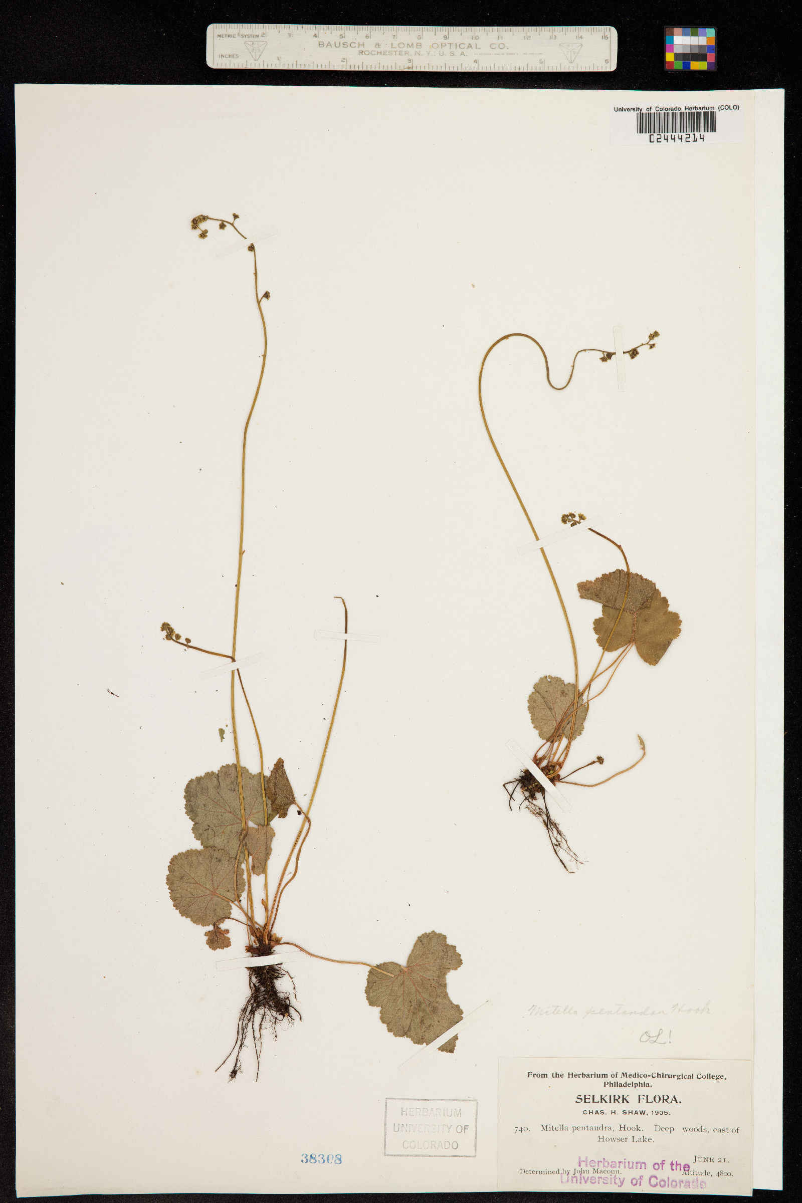 Mitella pentandra image