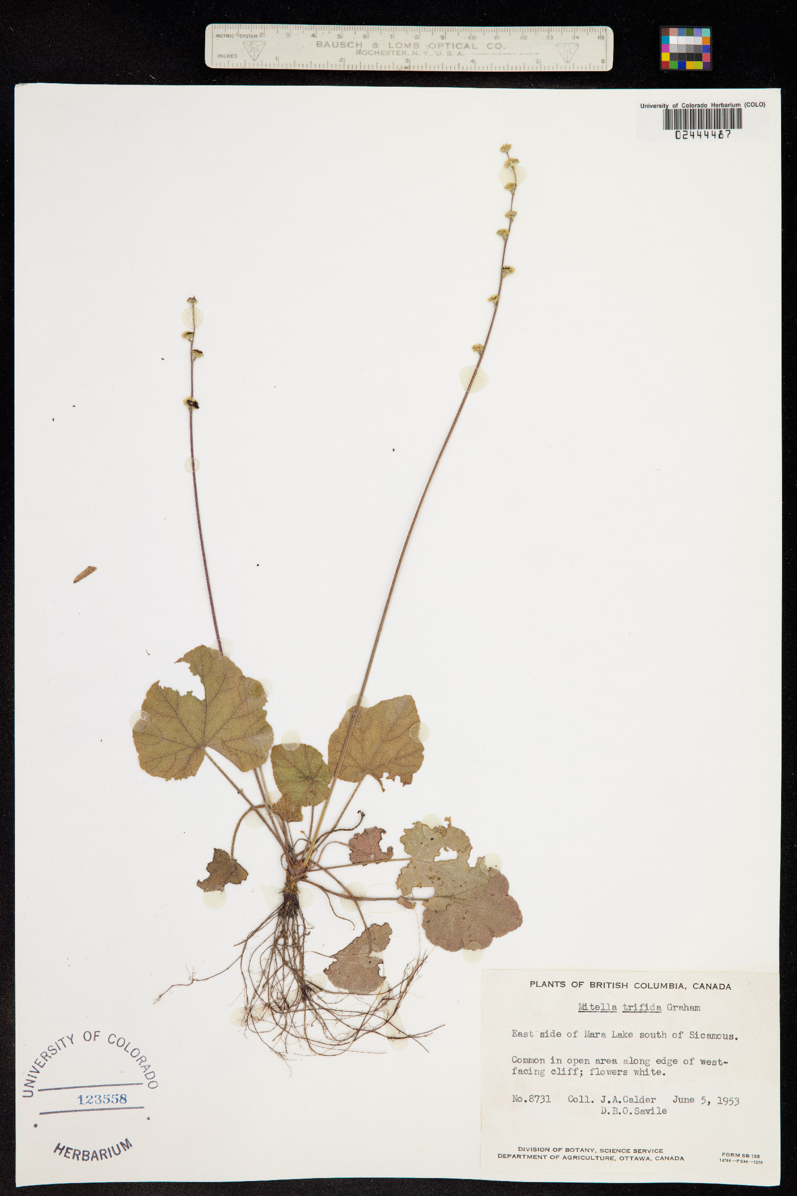 Mitella trifida image