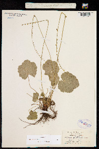 Mitella trifida image