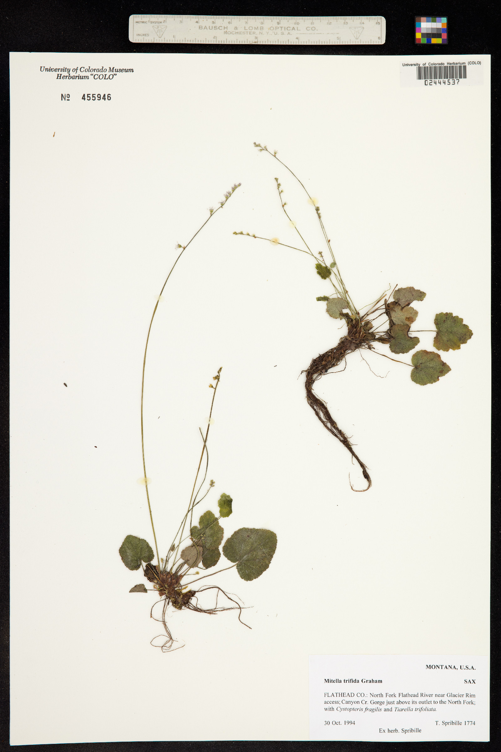 Mitella trifida image