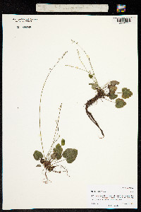Mitella trifida image