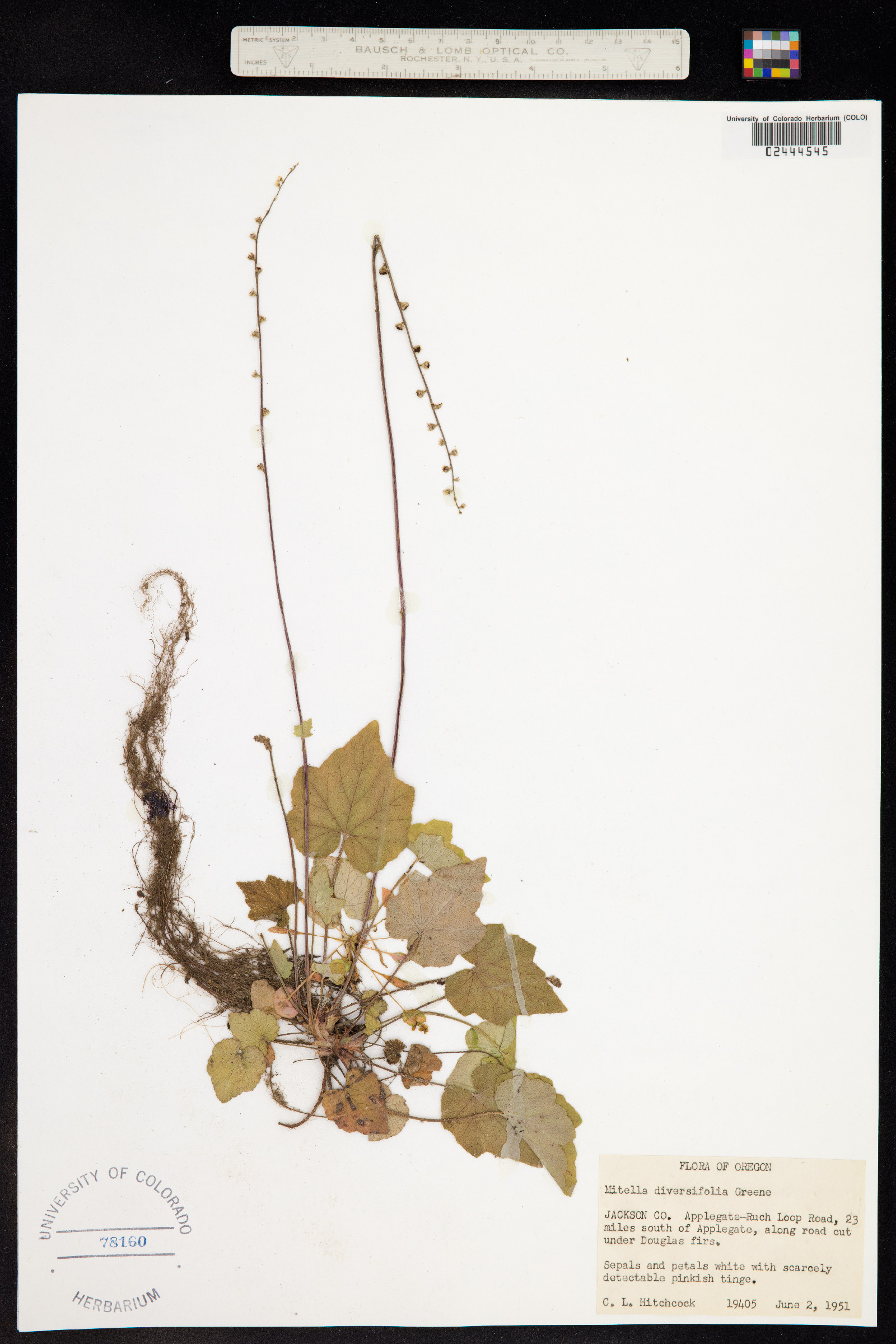 Mitella diversifolia image