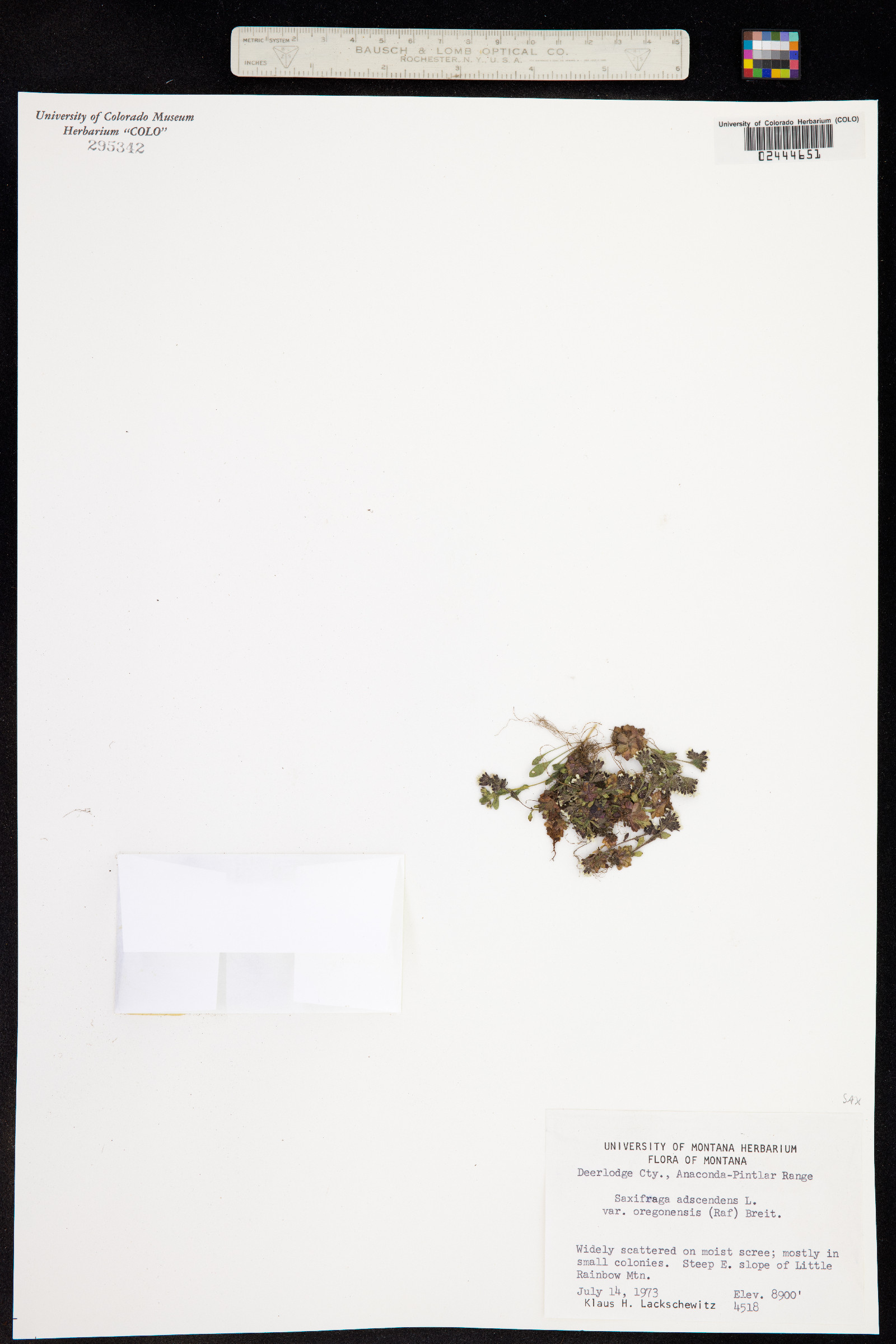 Saxifraga adscendens image