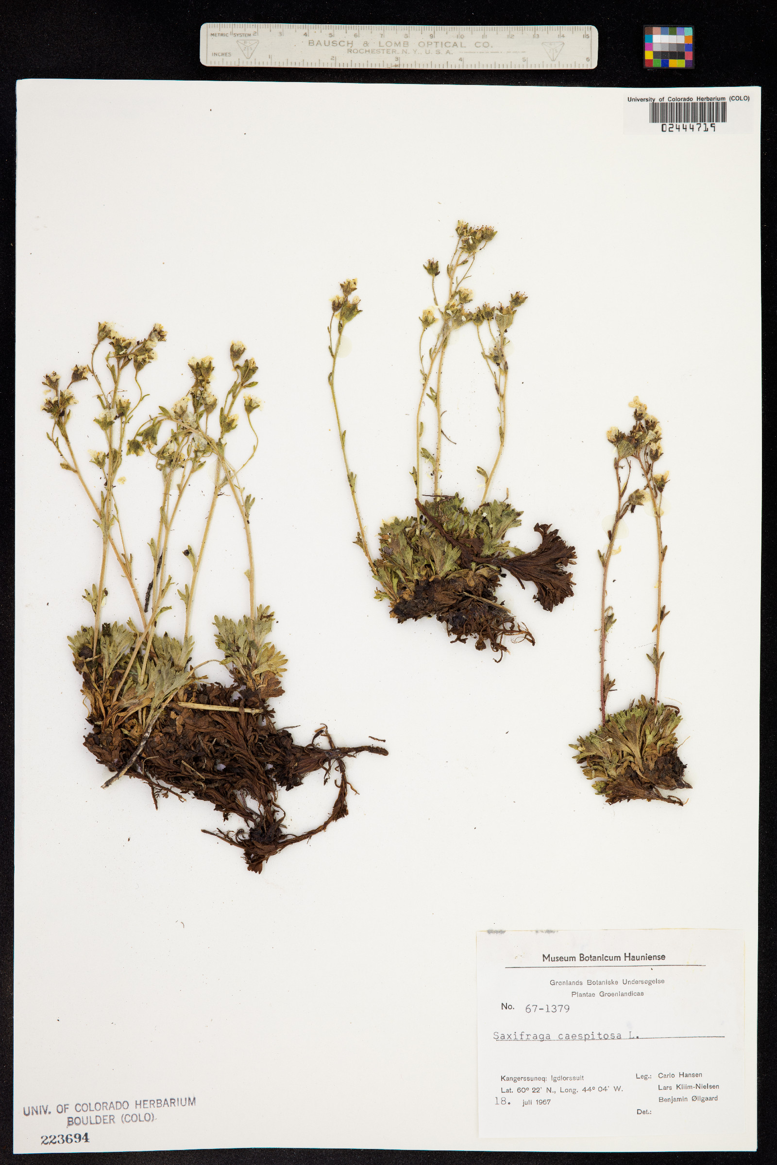 Saxifraga cespitosa image