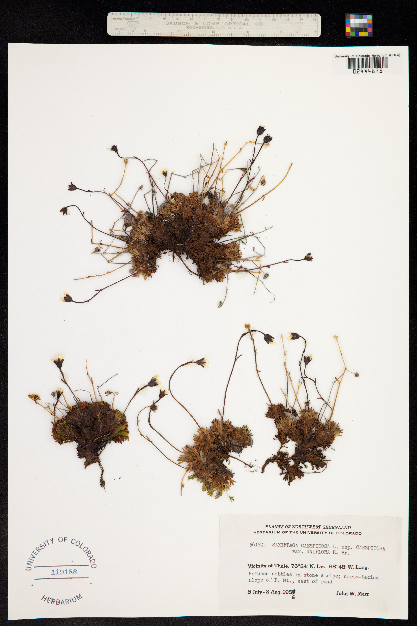Saxifraga cespitosa image