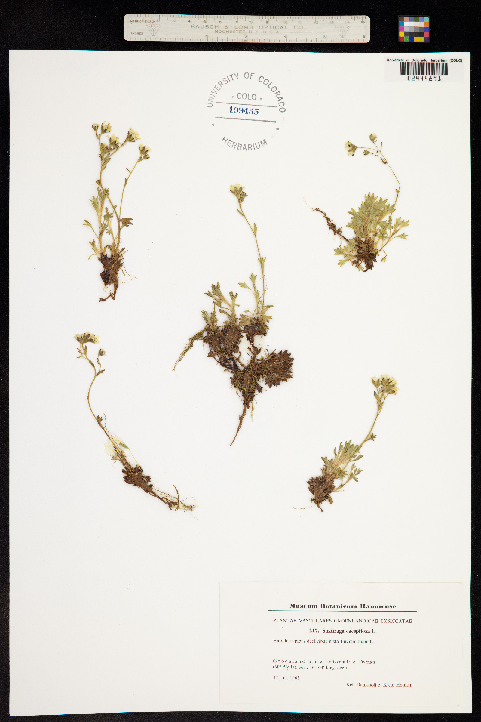 Saxifraga cespitosa image