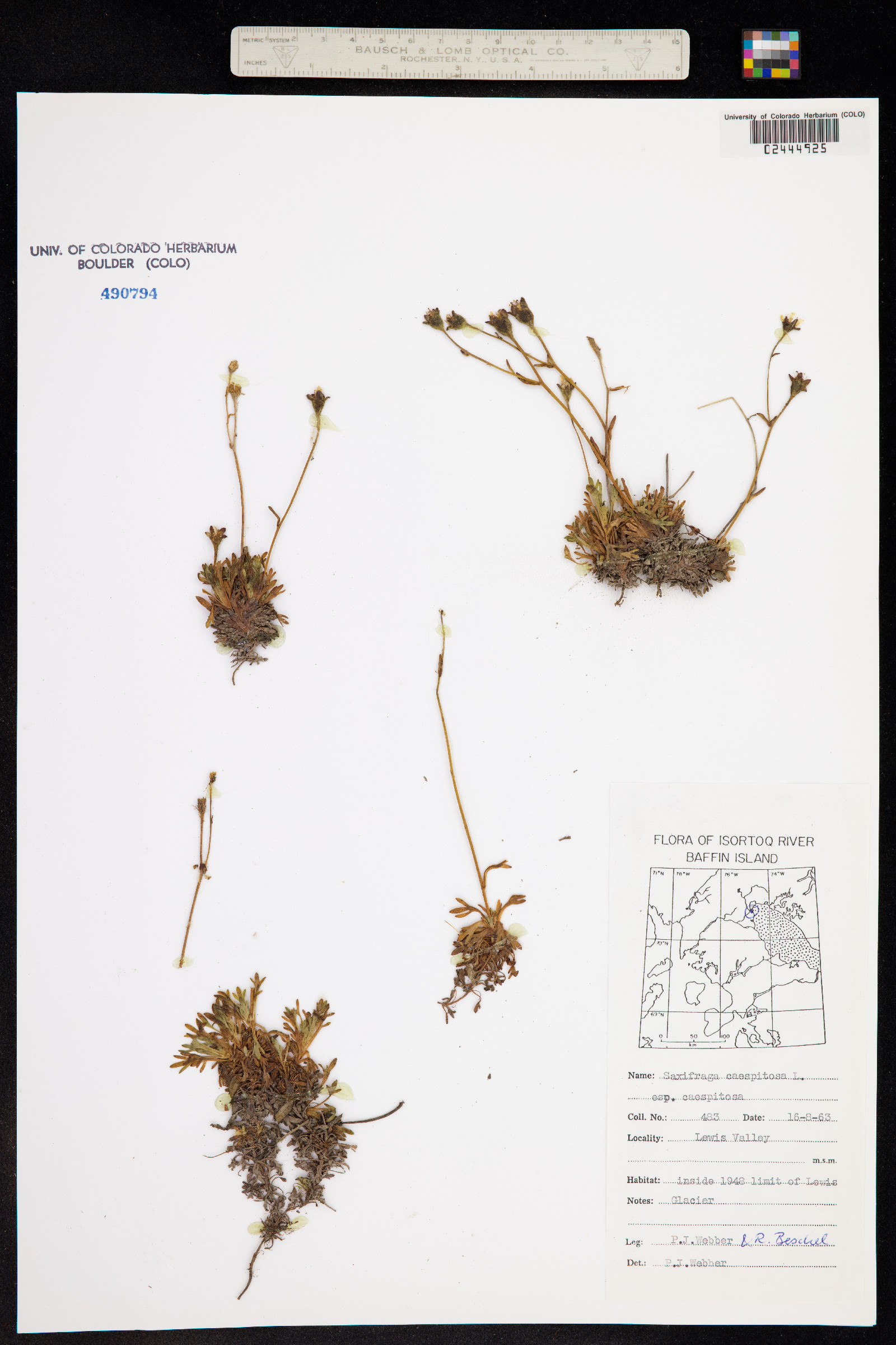 Saxifraga caespitosa subsp. caespitosa image