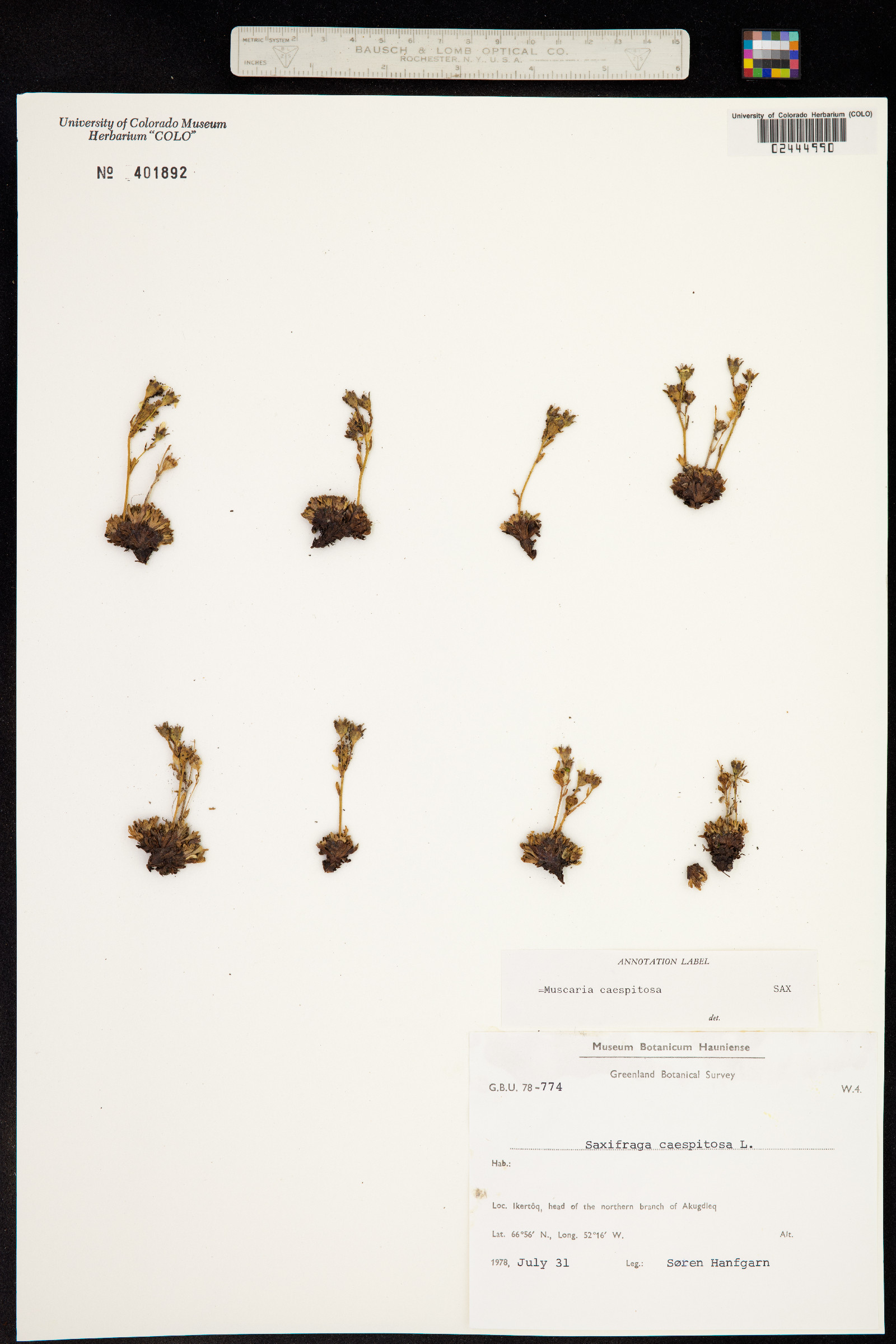 Saxifraga cespitosa image