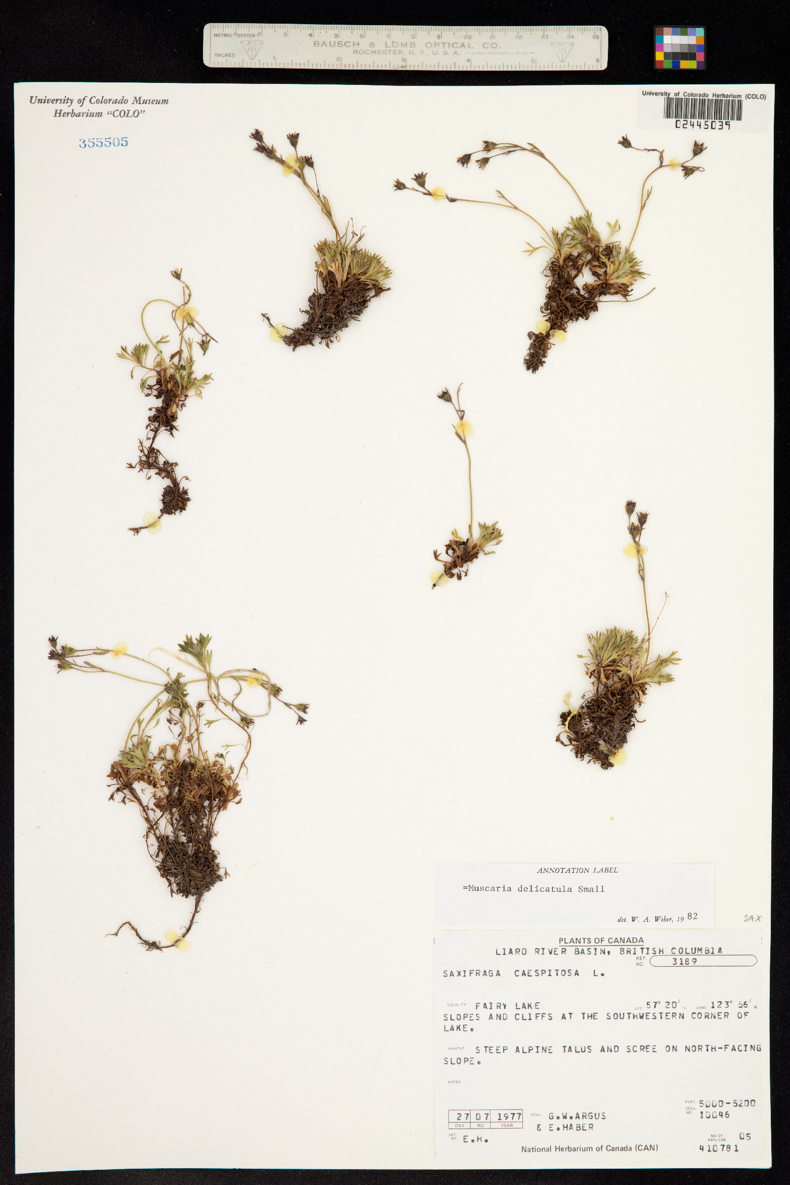 Saxifraga cespitosa image