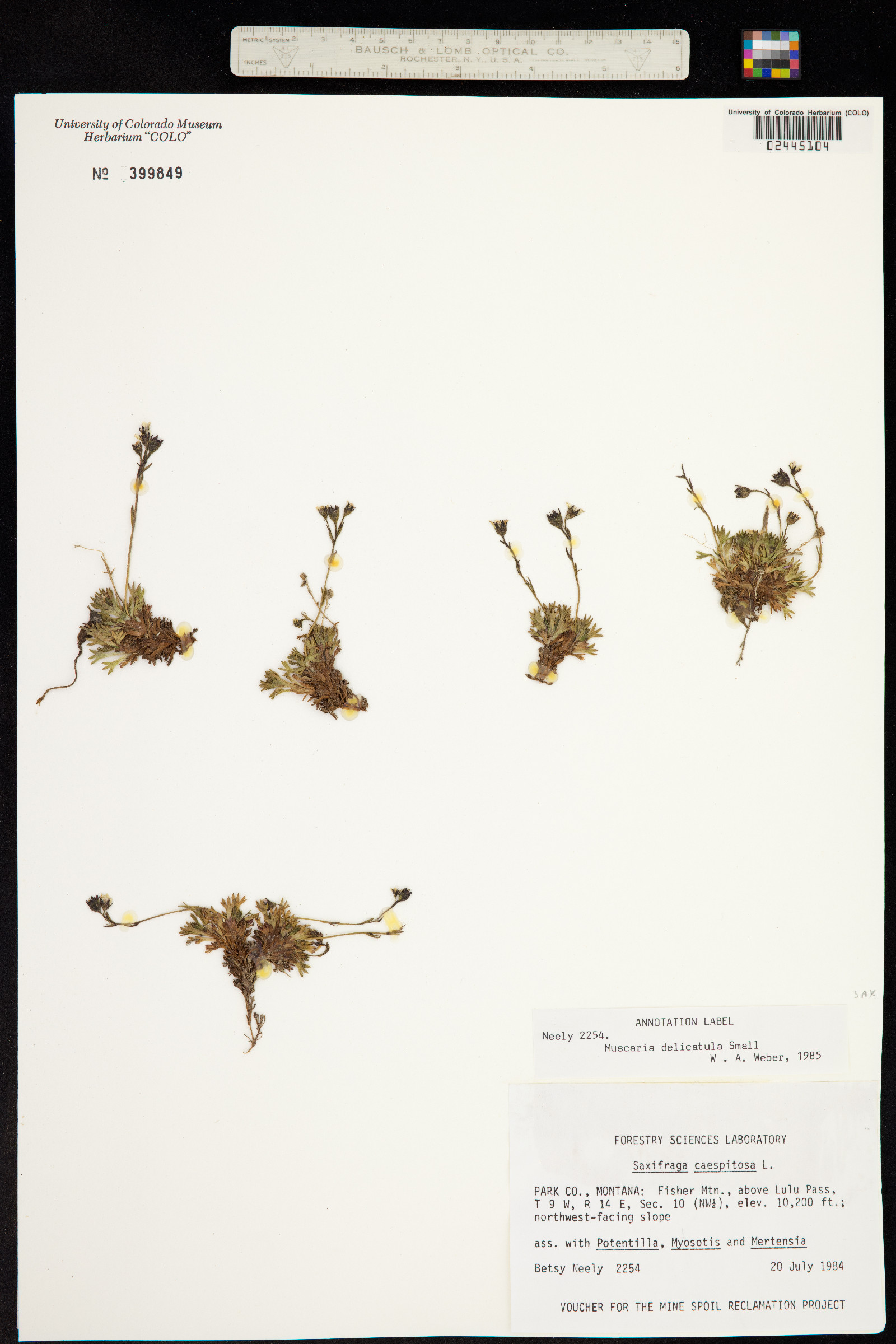 Saxifraga cespitosa image