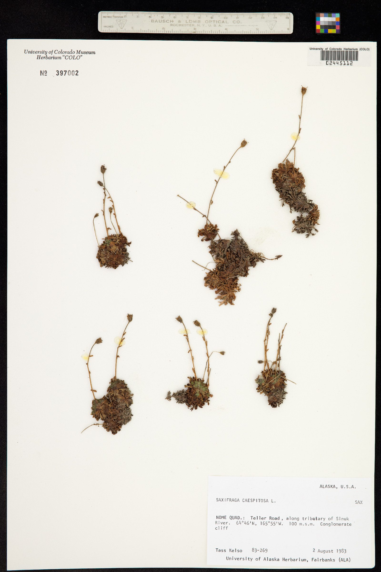 Saxifraga cespitosa image