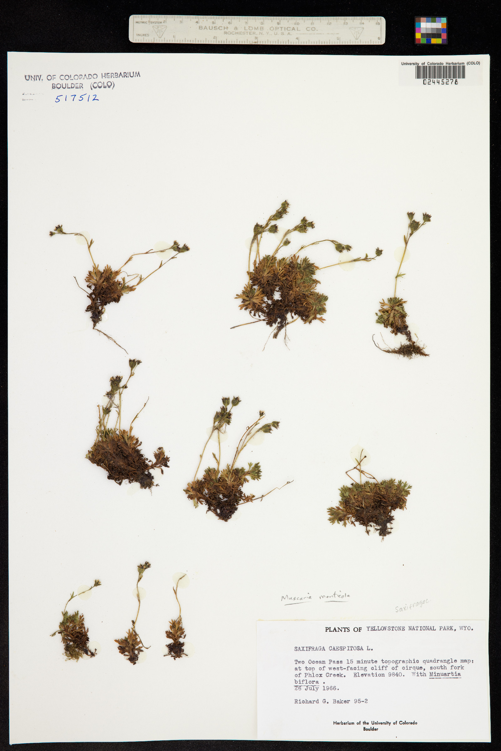 Saxifraga cespitosa image