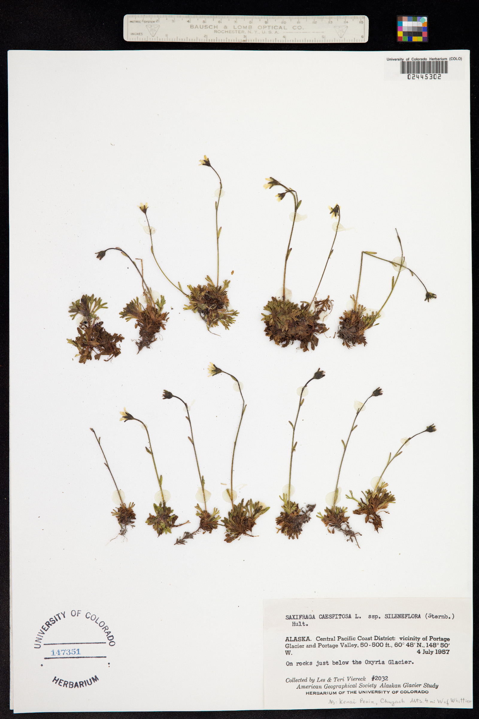 Saxifraga cespitosa image