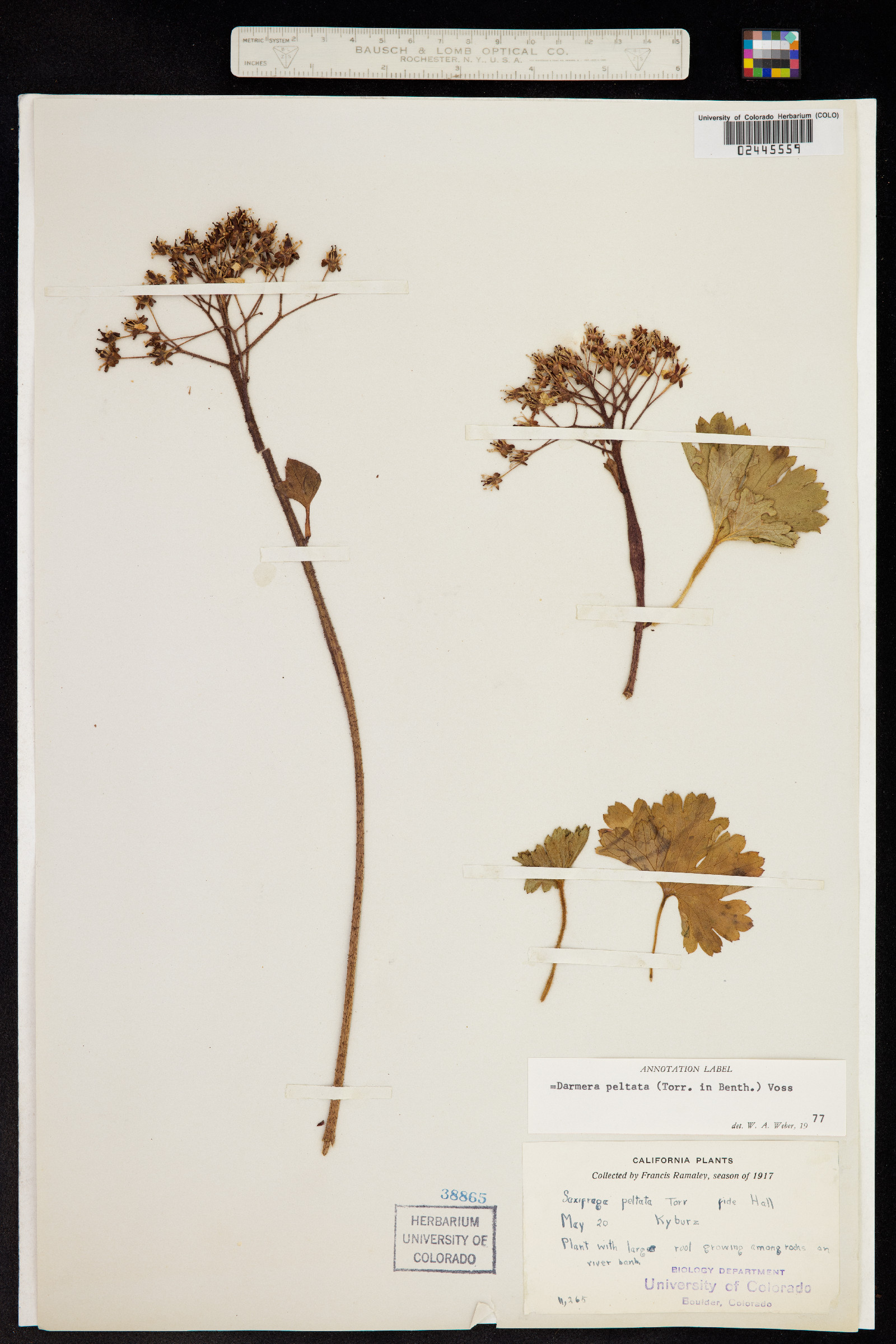 Darmera peltata image