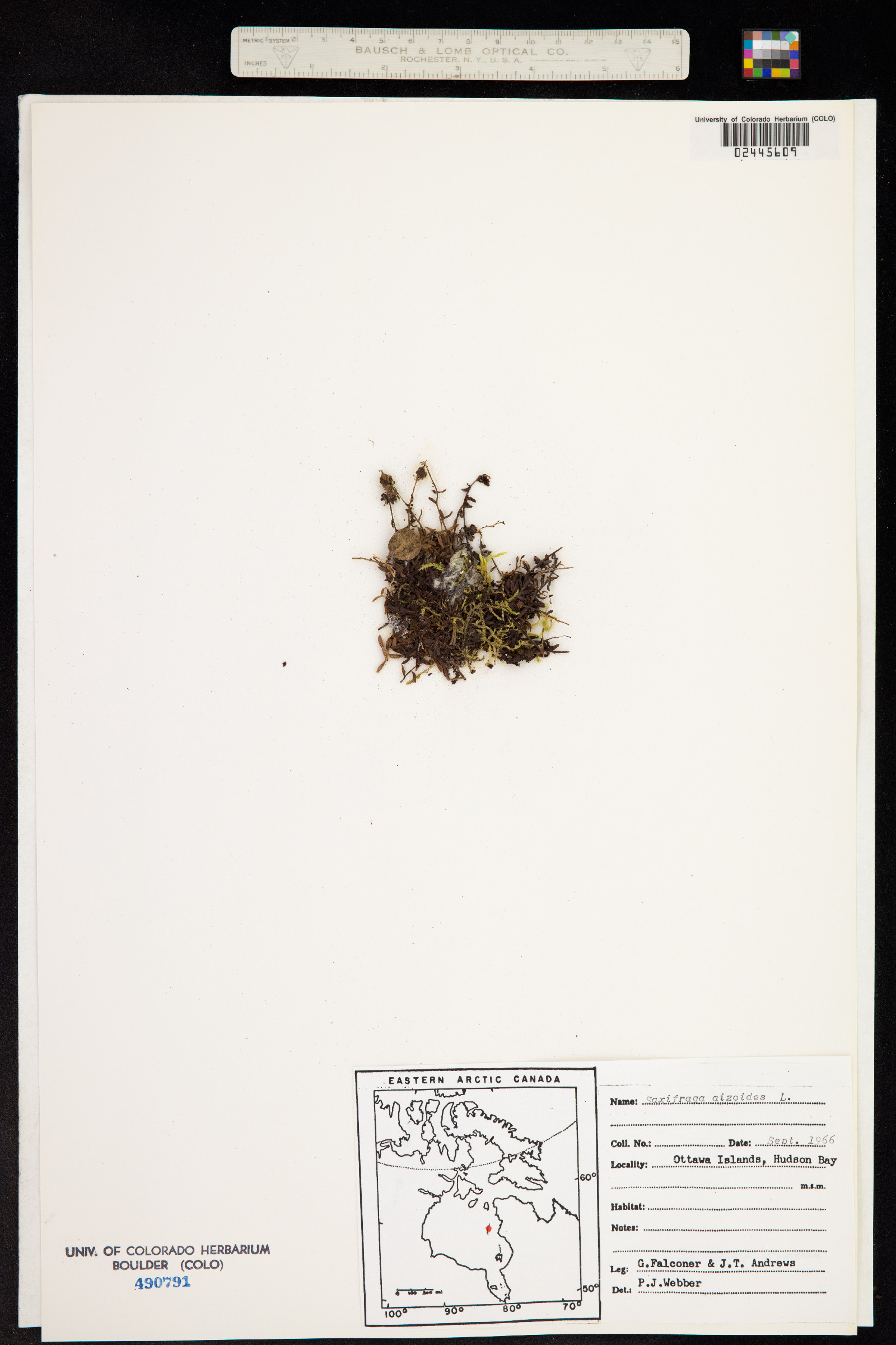 Saxifraga aizoides image