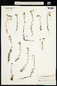 Saxifraga aizoides image