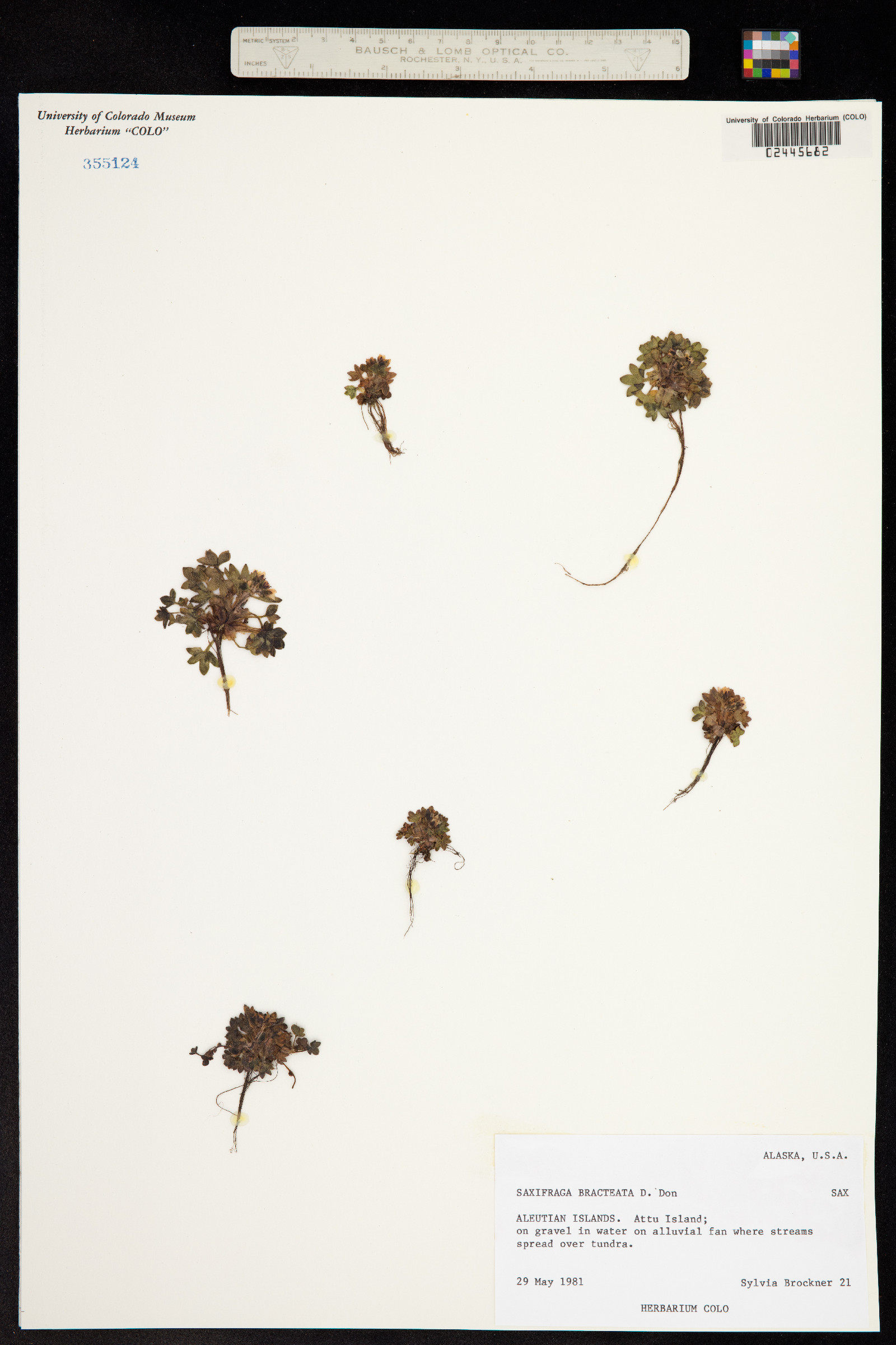 Saxifraga bracteata image