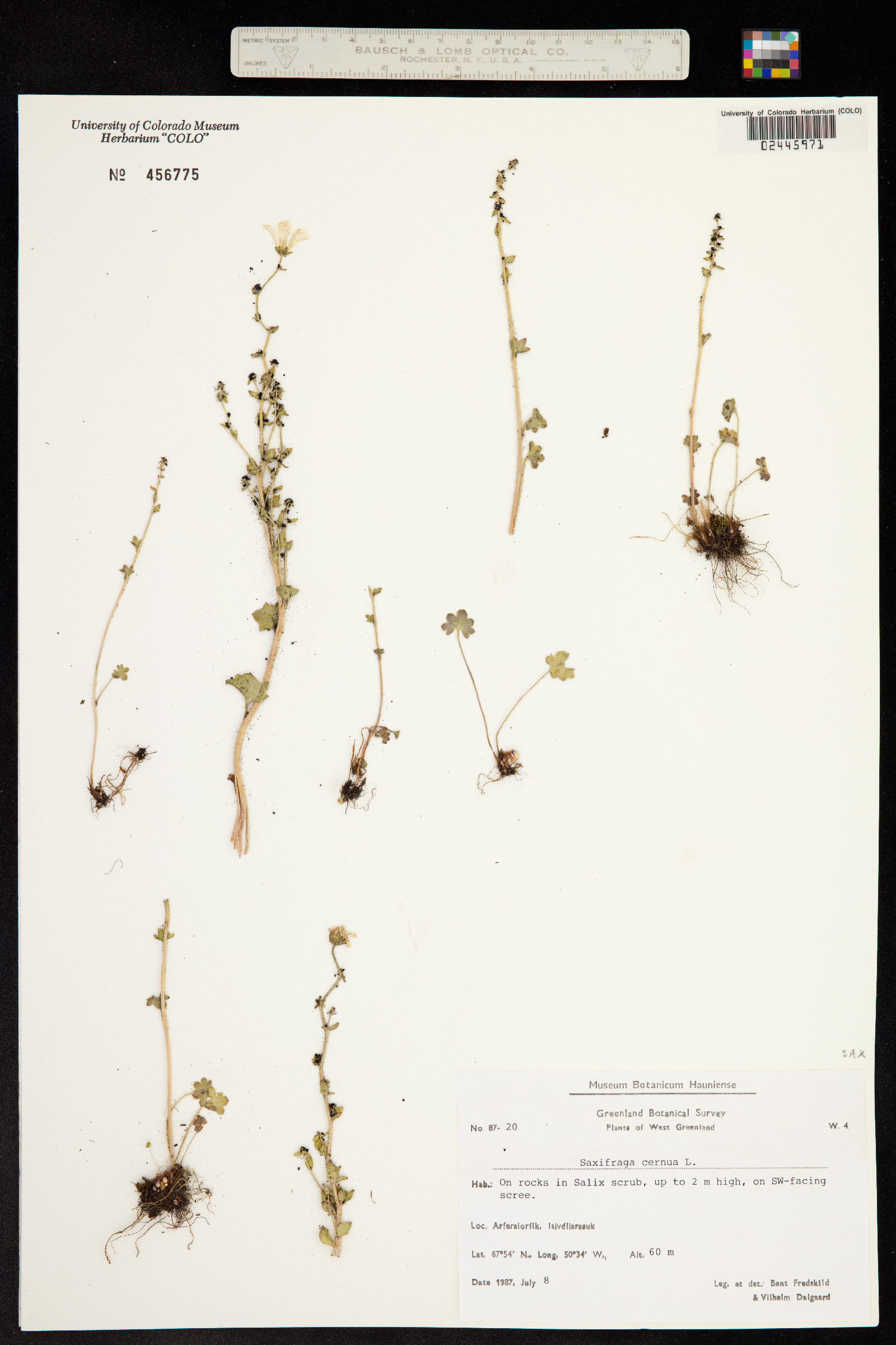Saxifraga cernua image