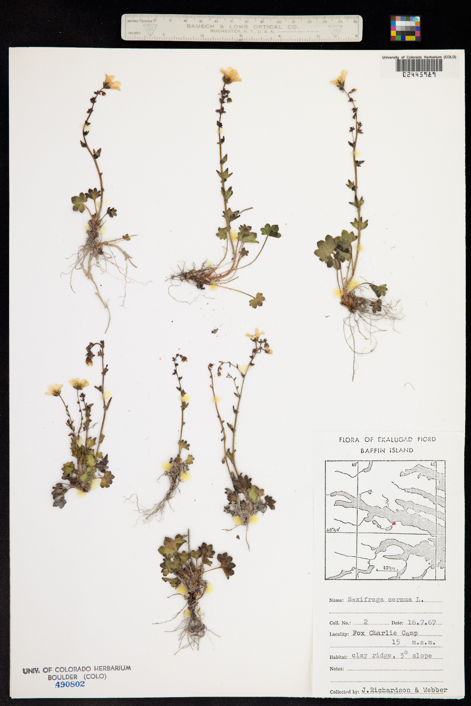Saxifraga image