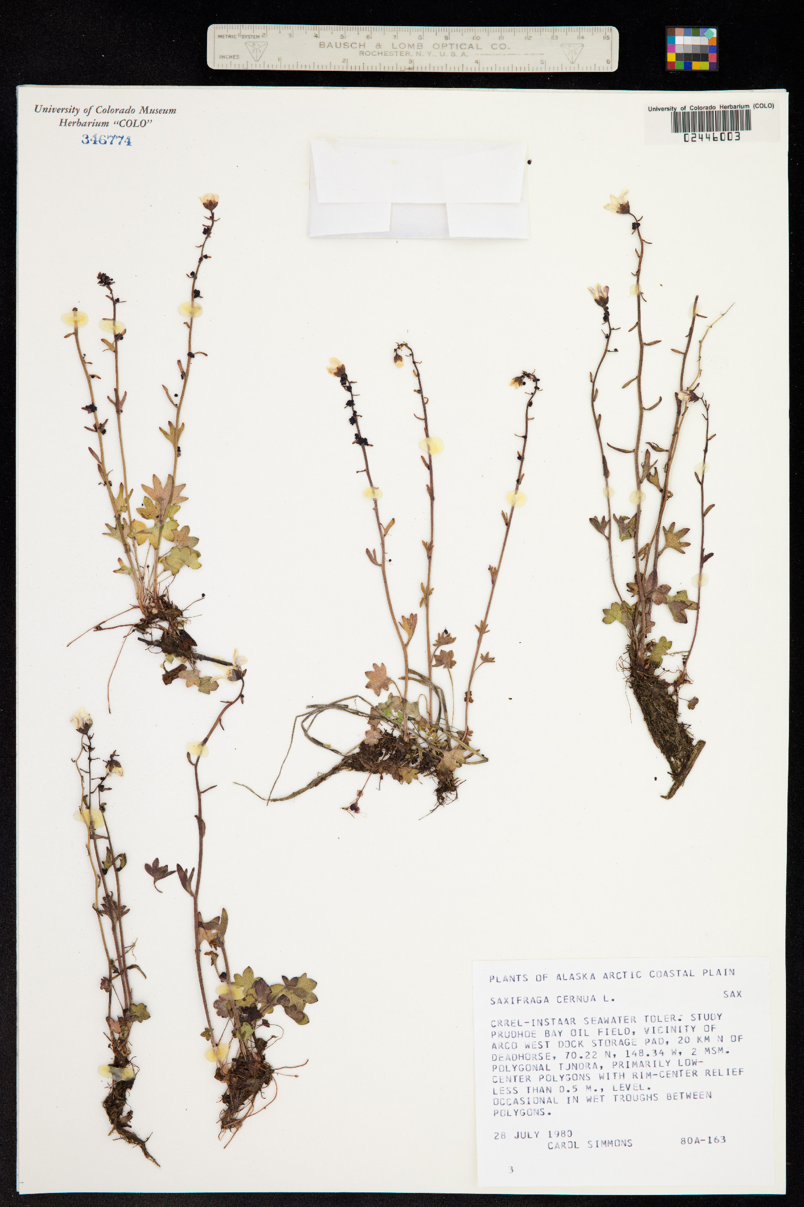 Saxifraga cernua image