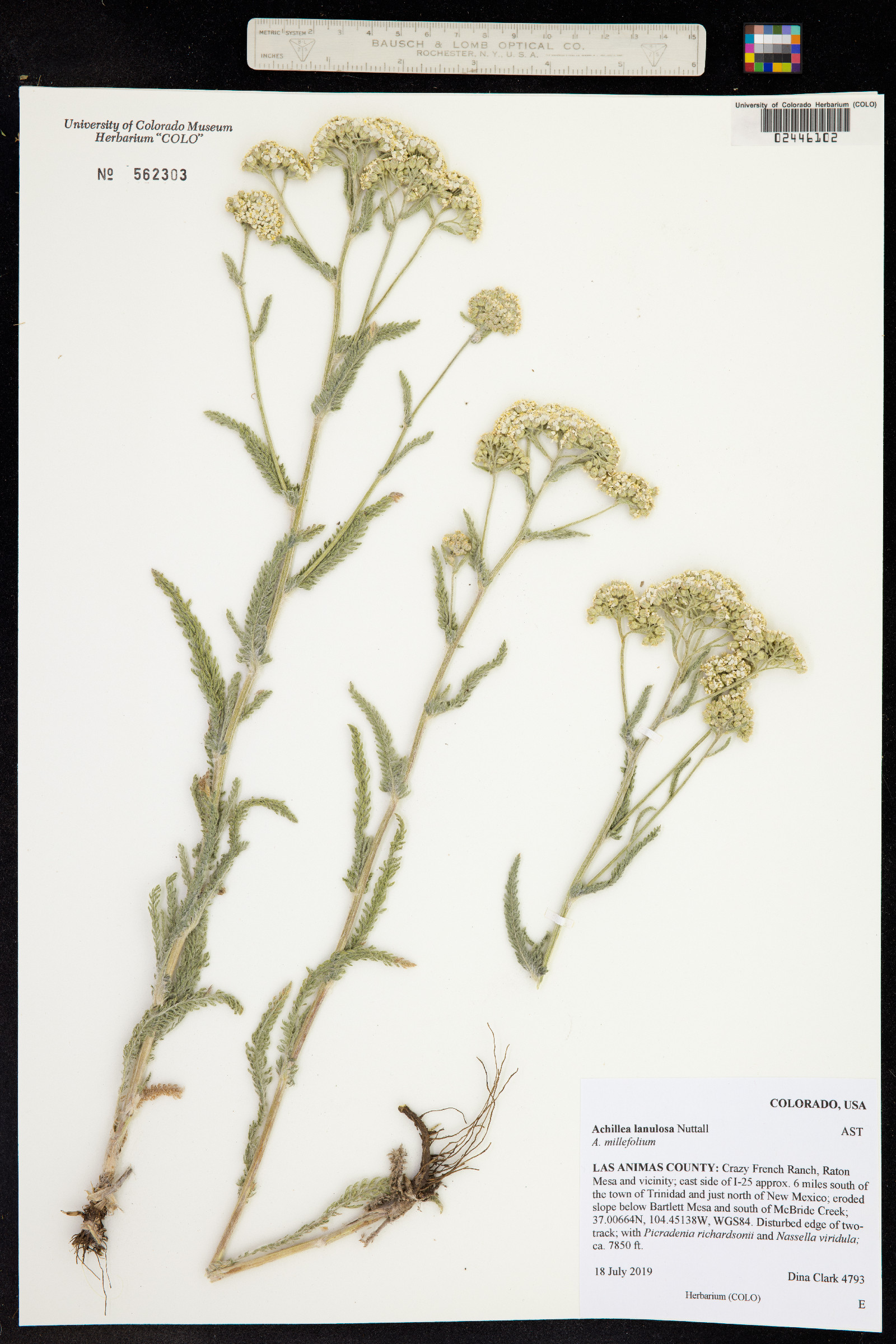 Achillea millefolium image
