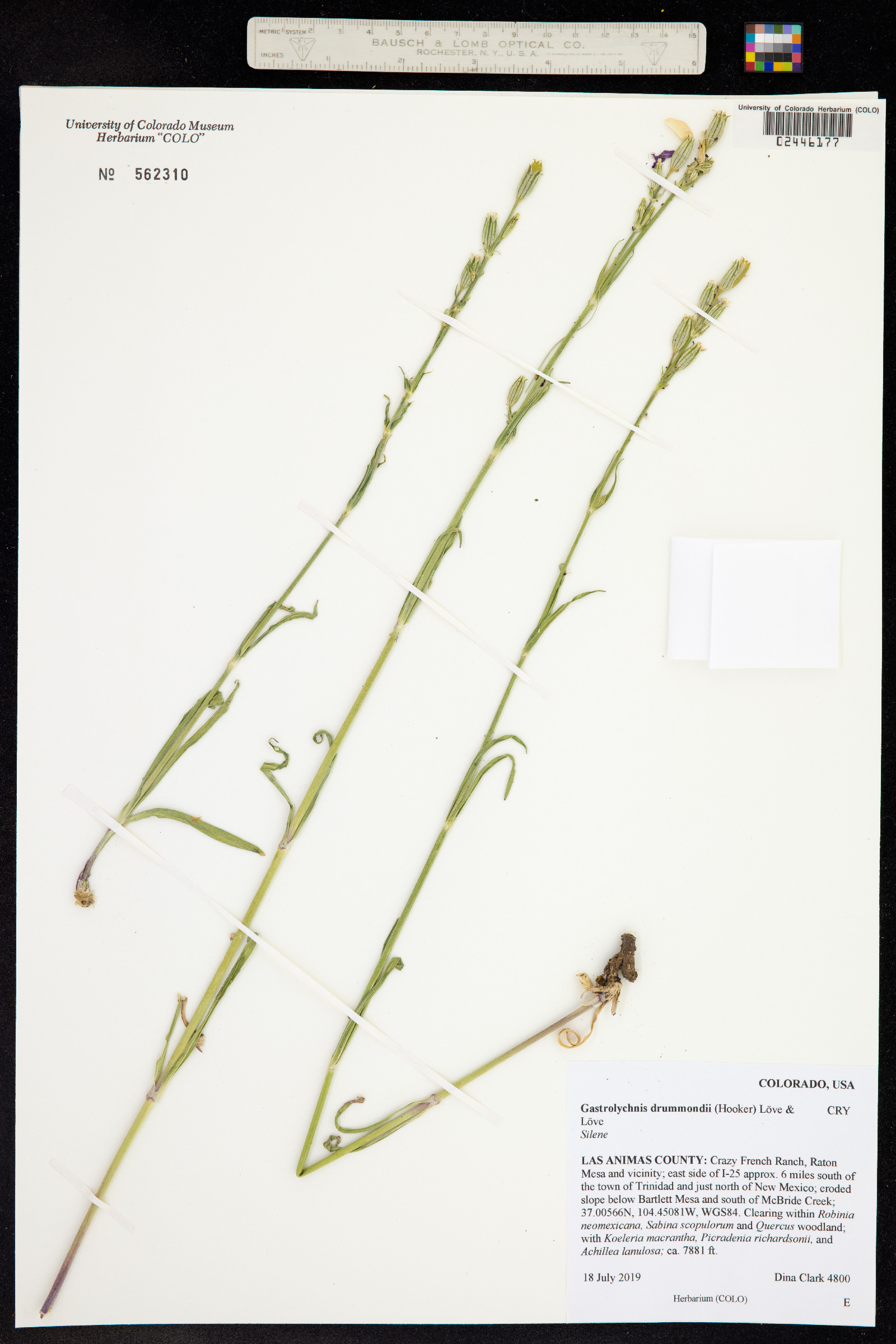 Silene drummondii ssp. drummondii image