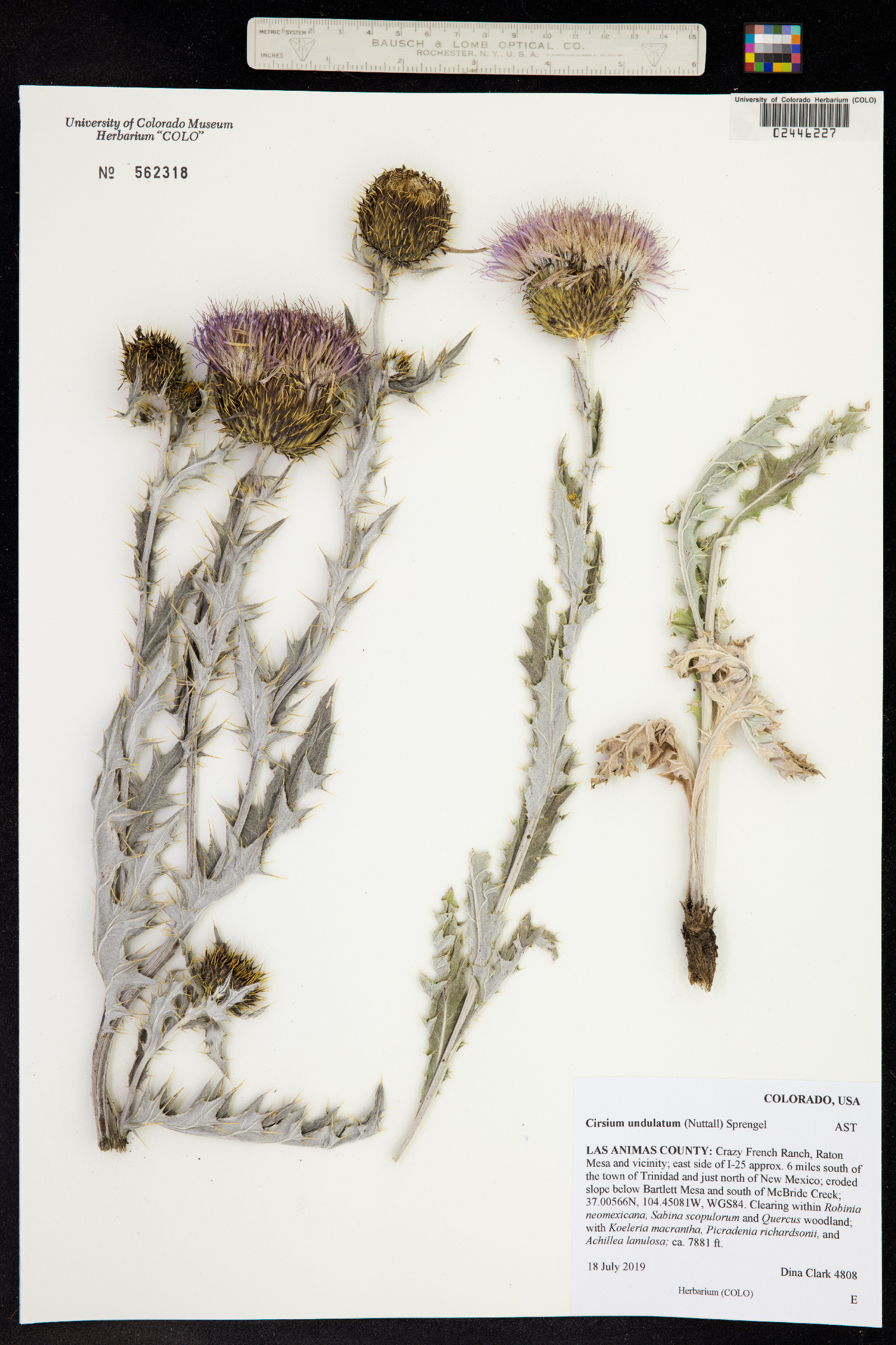 Cirsium undulatum image