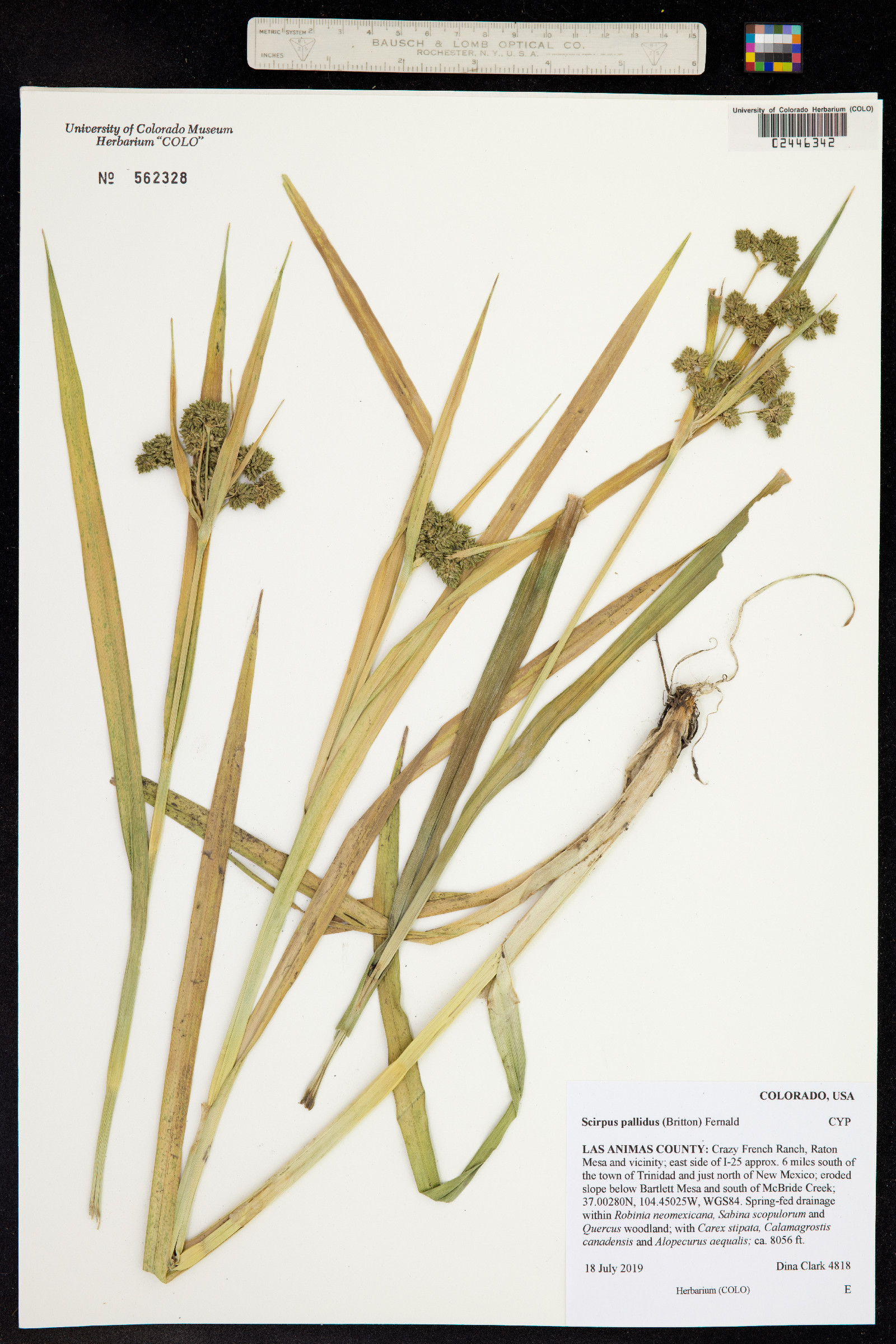 Scirpus pallidus image