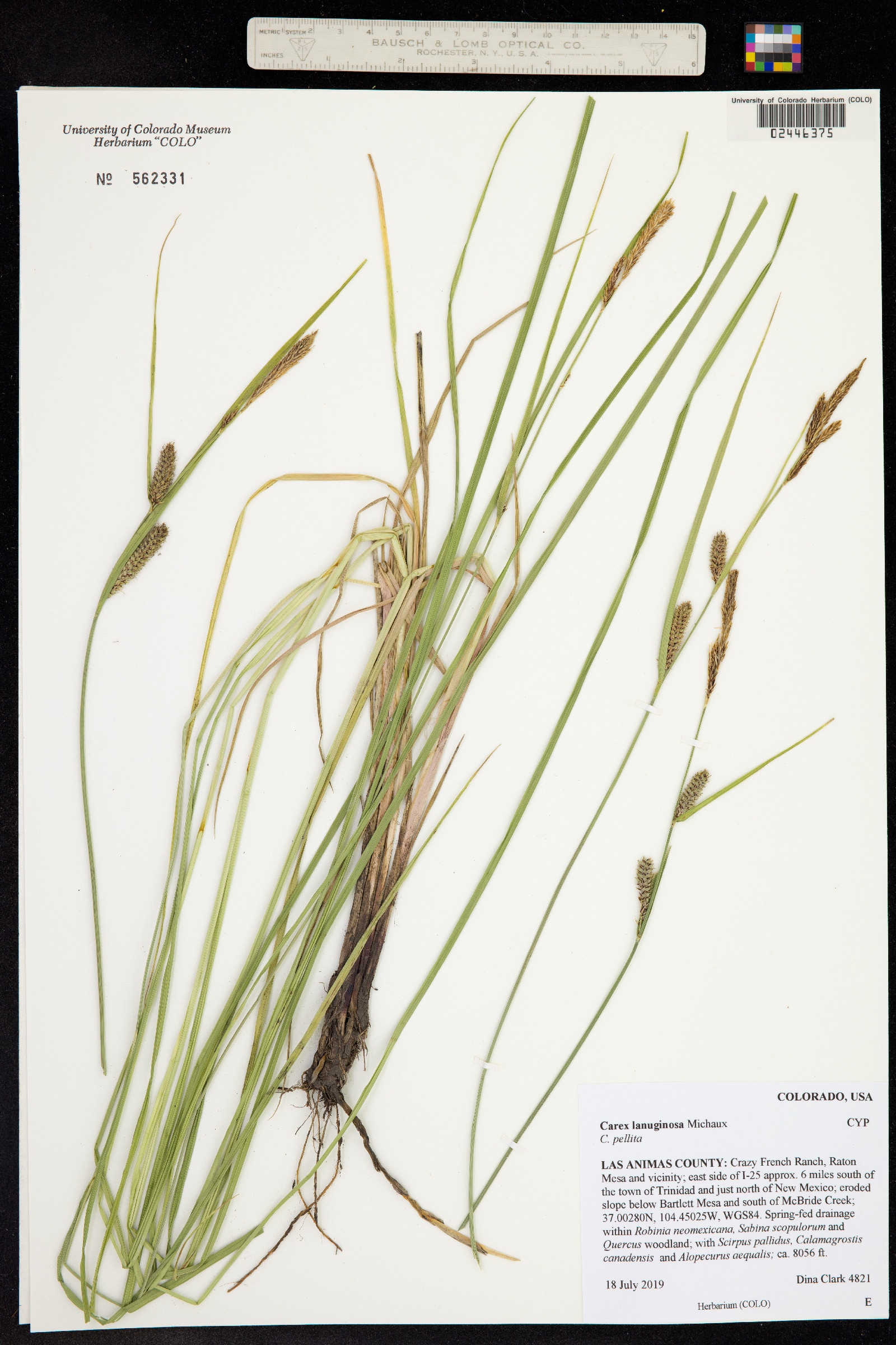 Carex lanuginosa image