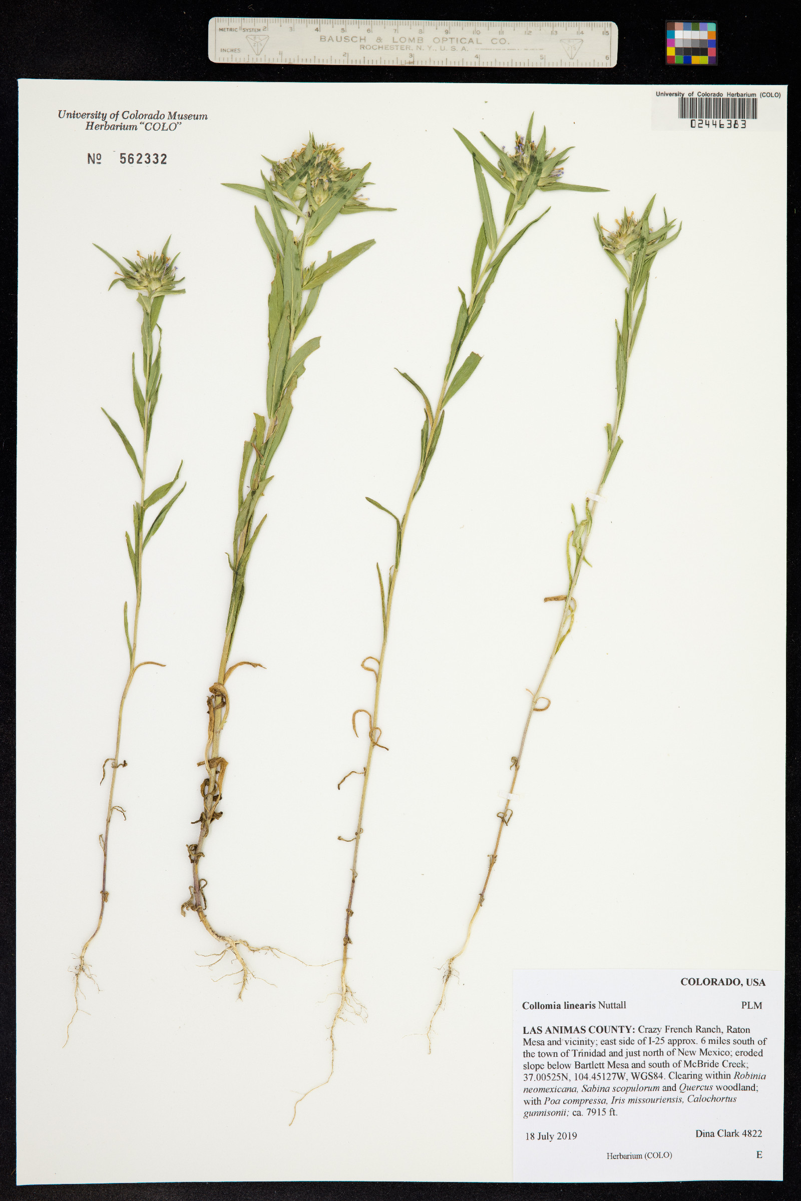 Collomia linearis image