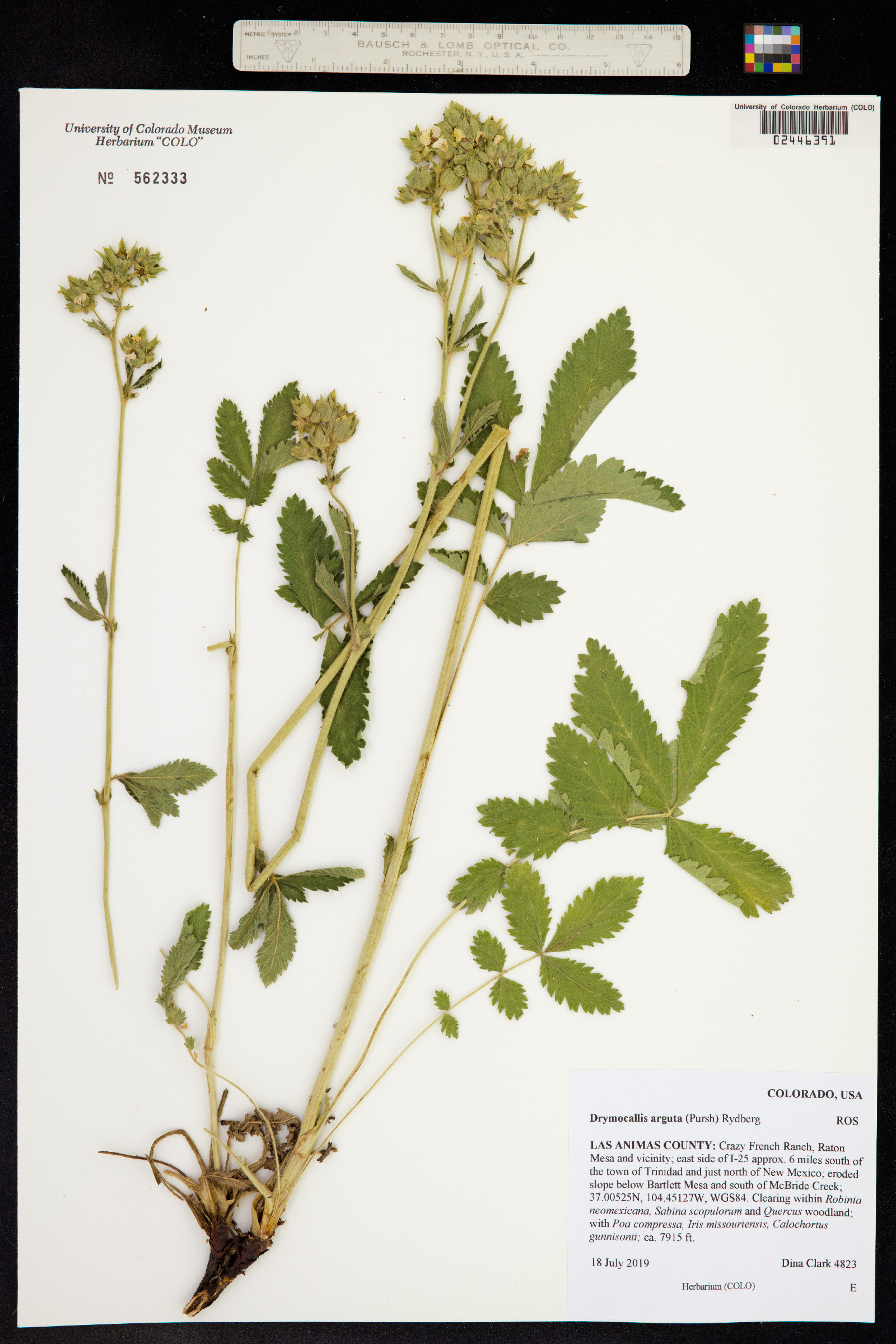 Drymocallis arguta image