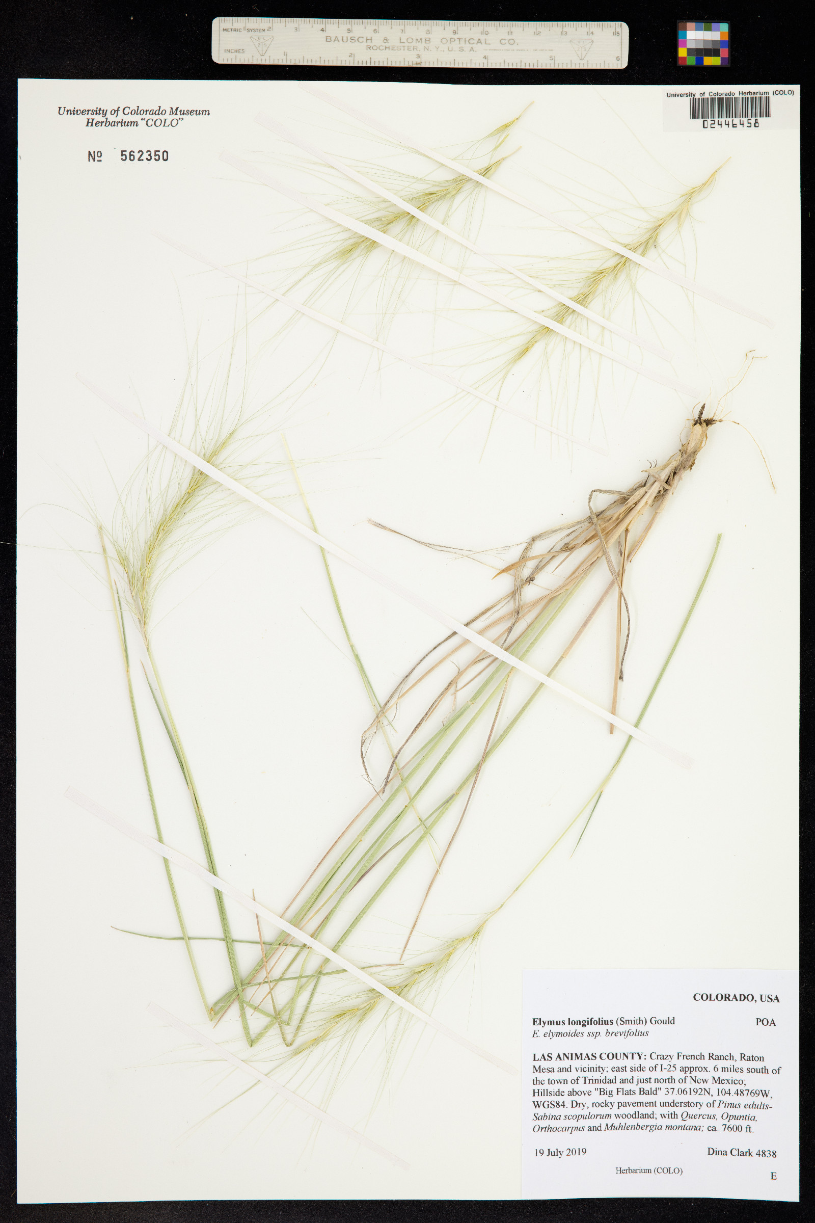 Elymus elymoides image