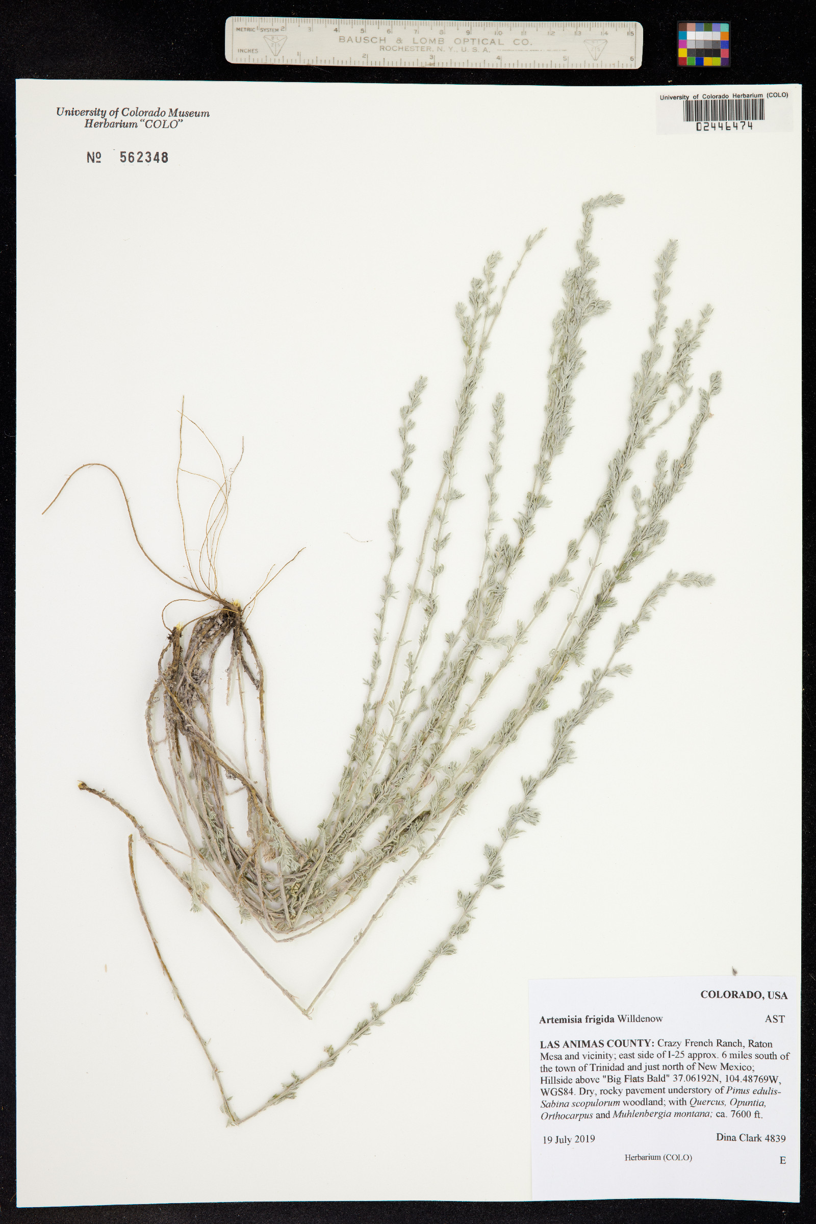 Artemisia frigida image