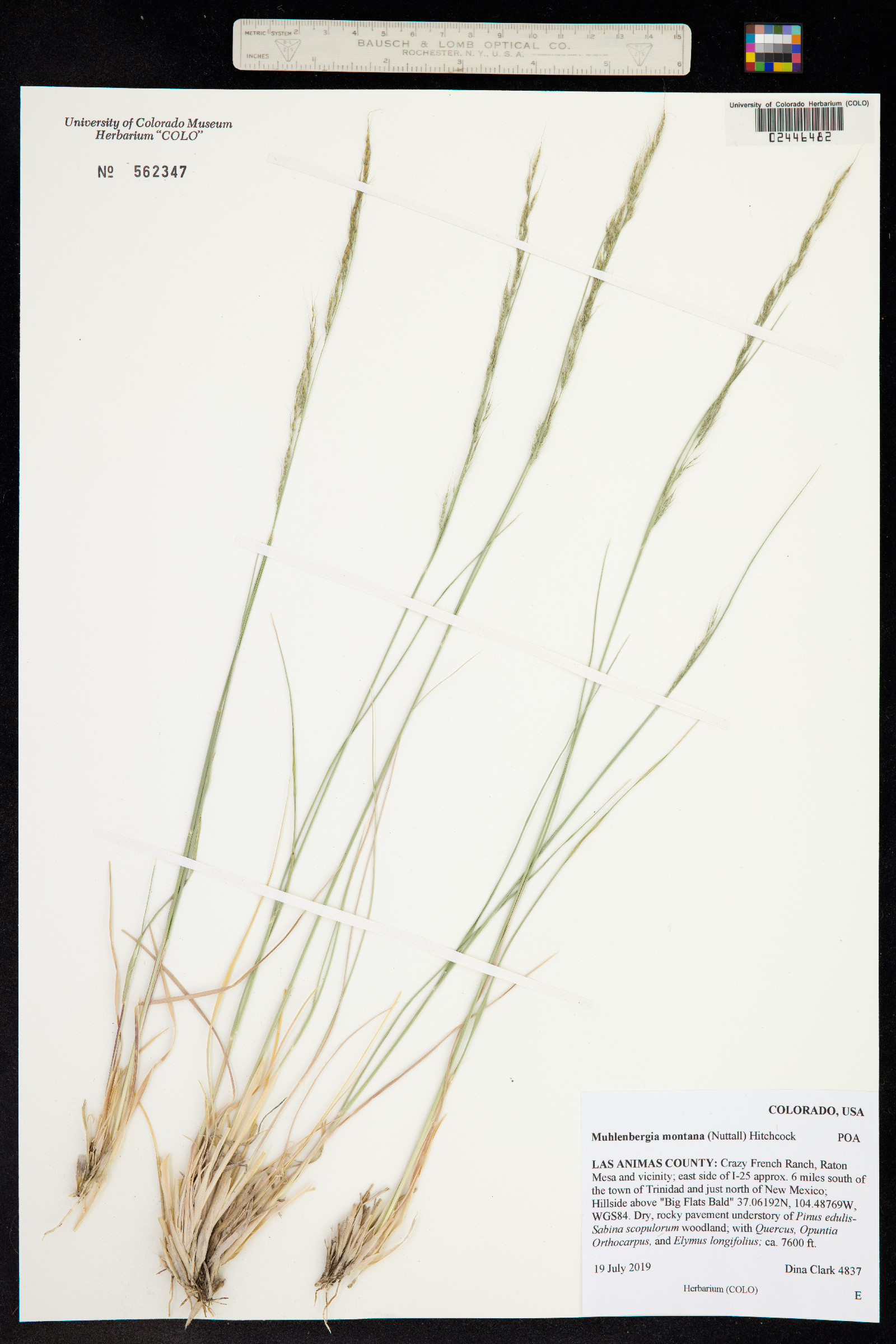 Muhlenbergia montana image