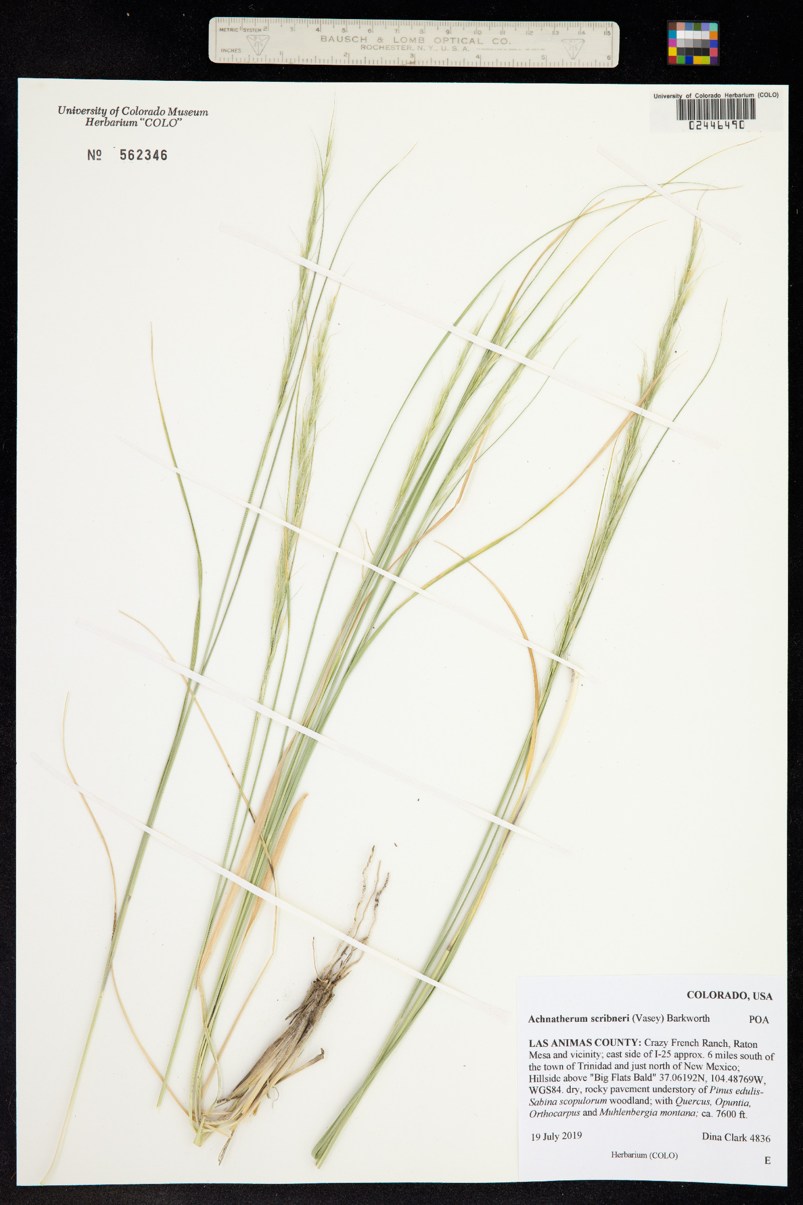 Achnatherum scribneri image