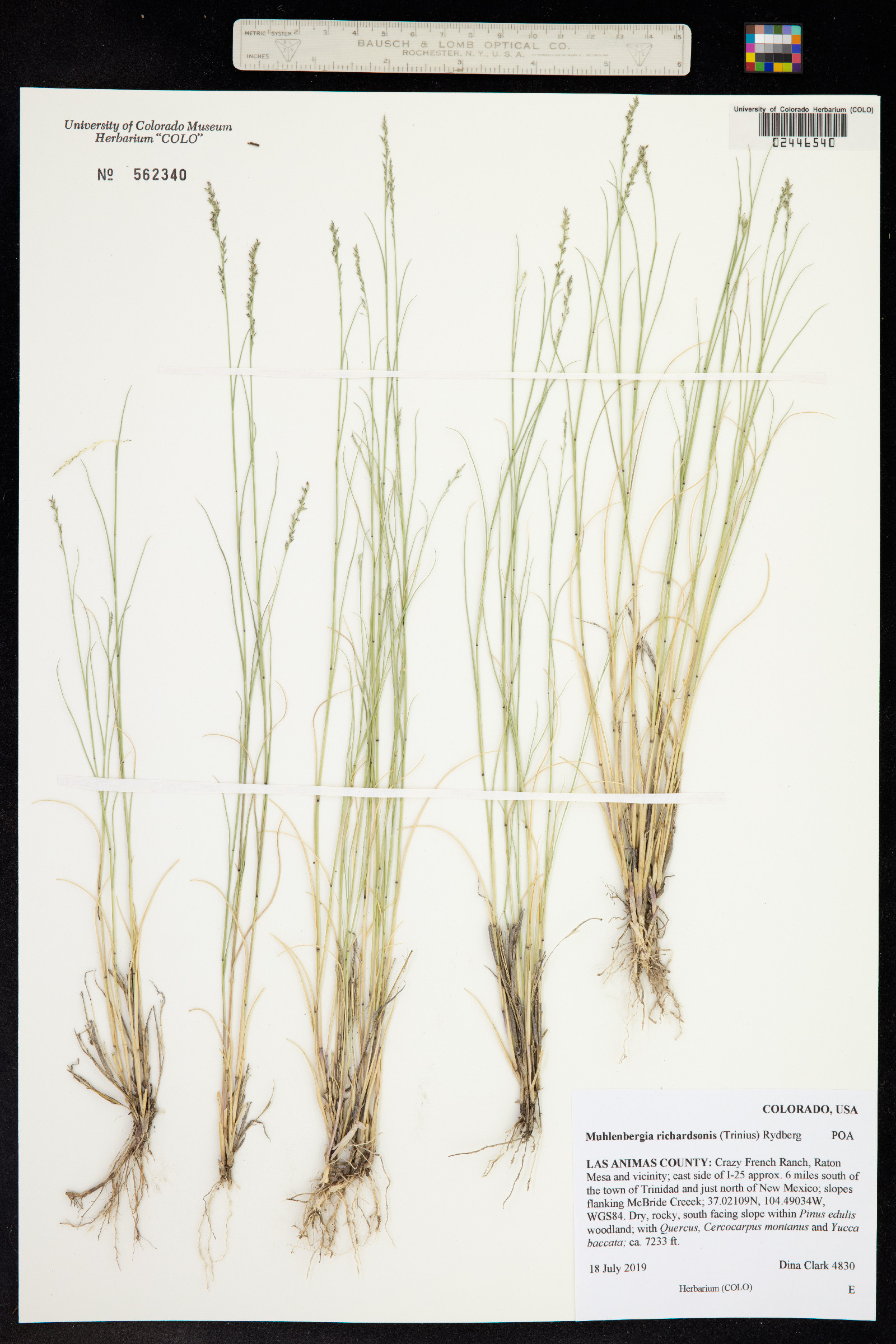 Muhlenbergia richardsonis image