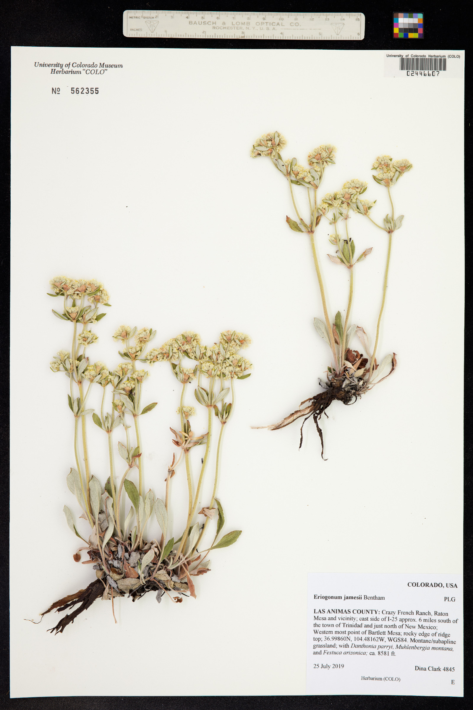 Eriogonum jamesii image