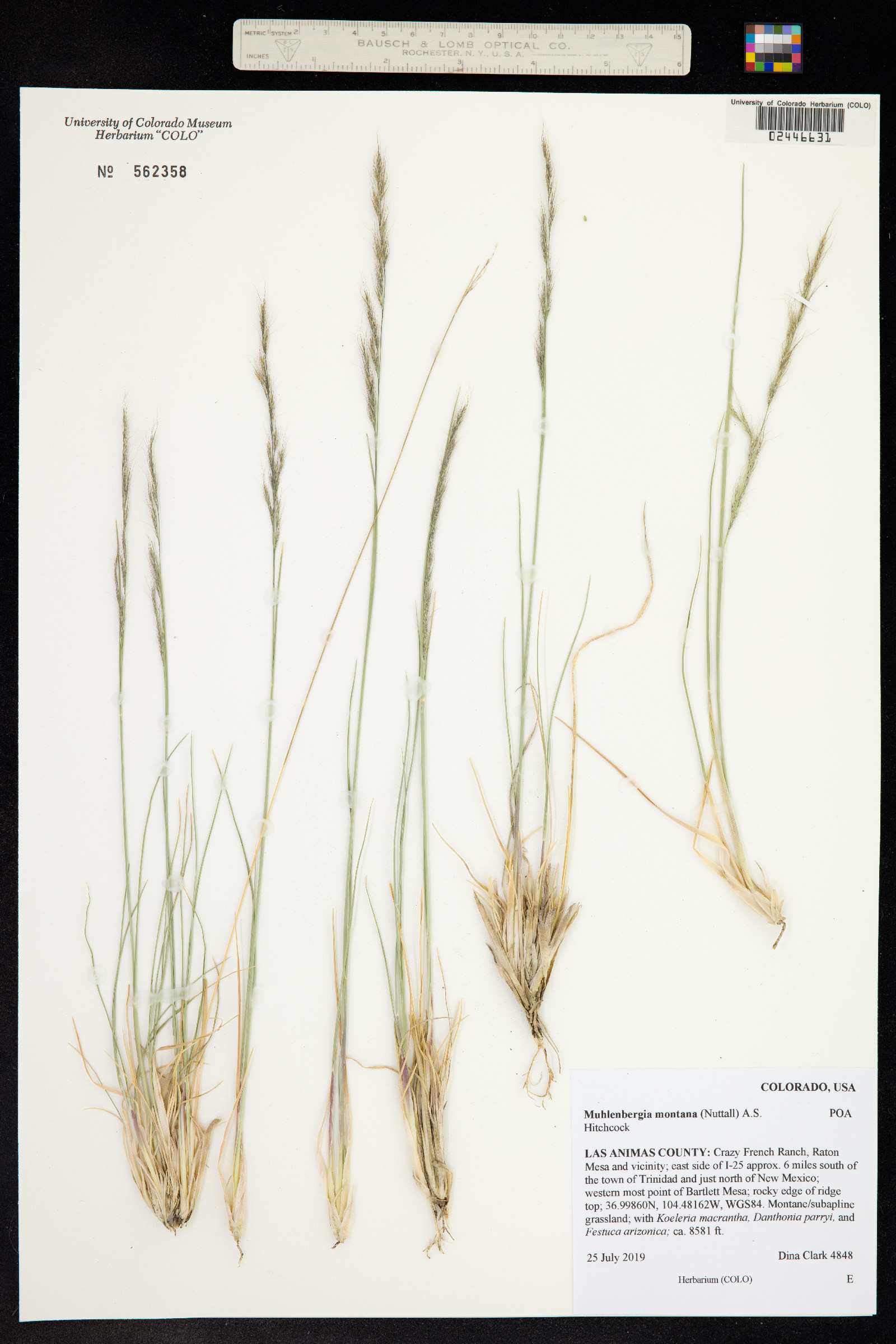 Muhlenbergia montana image