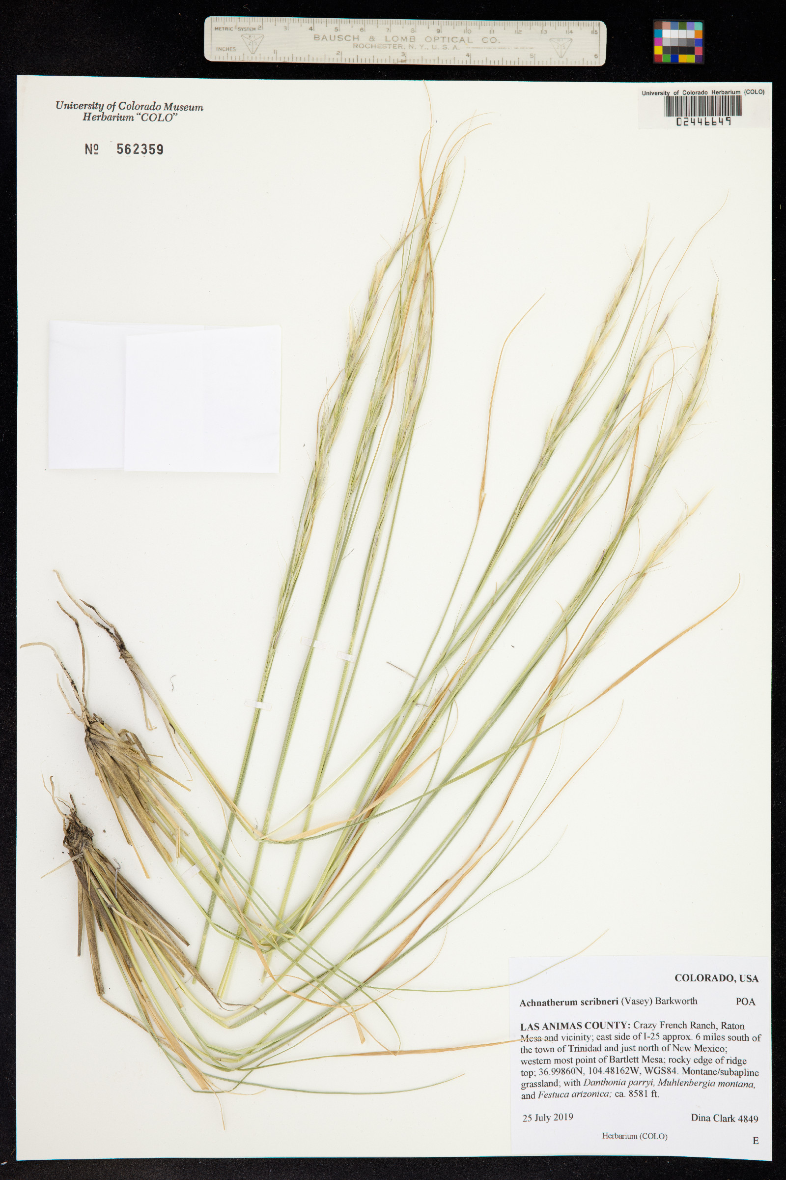 Achnatherum scribneri image