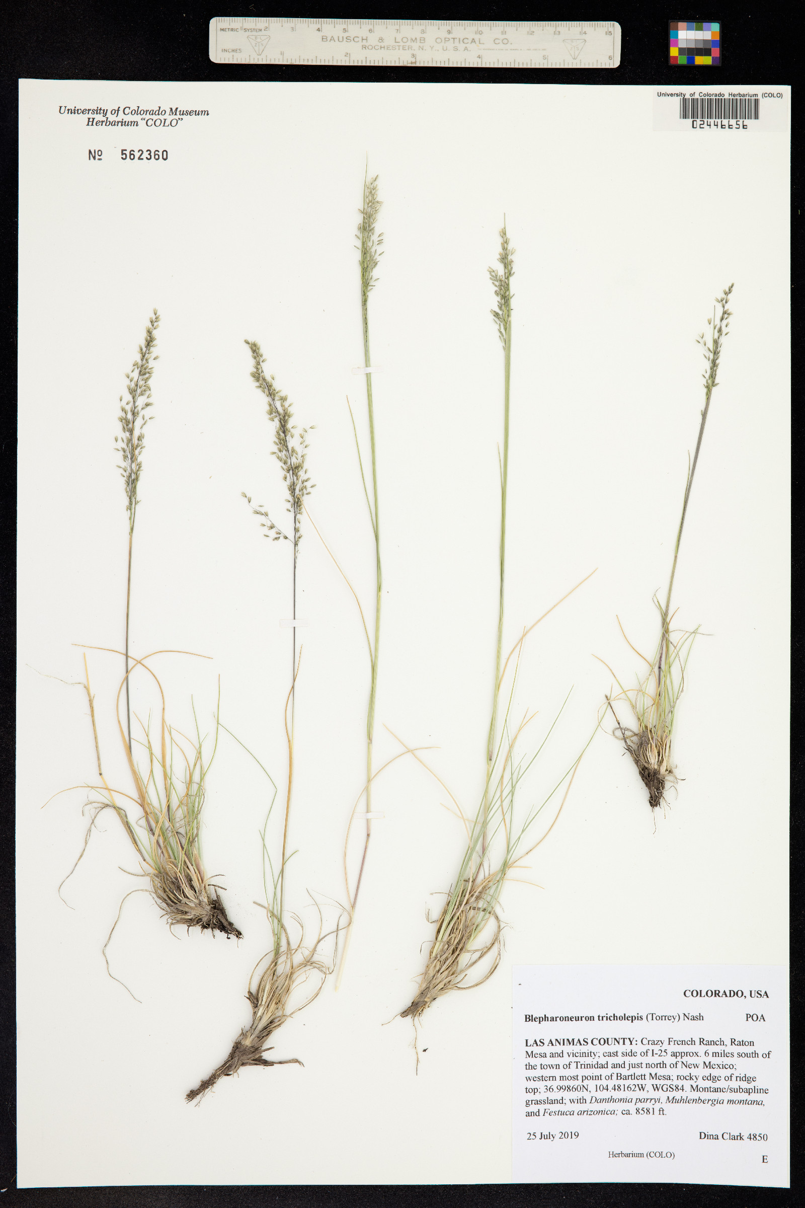 Muhlenbergia tricholepis image