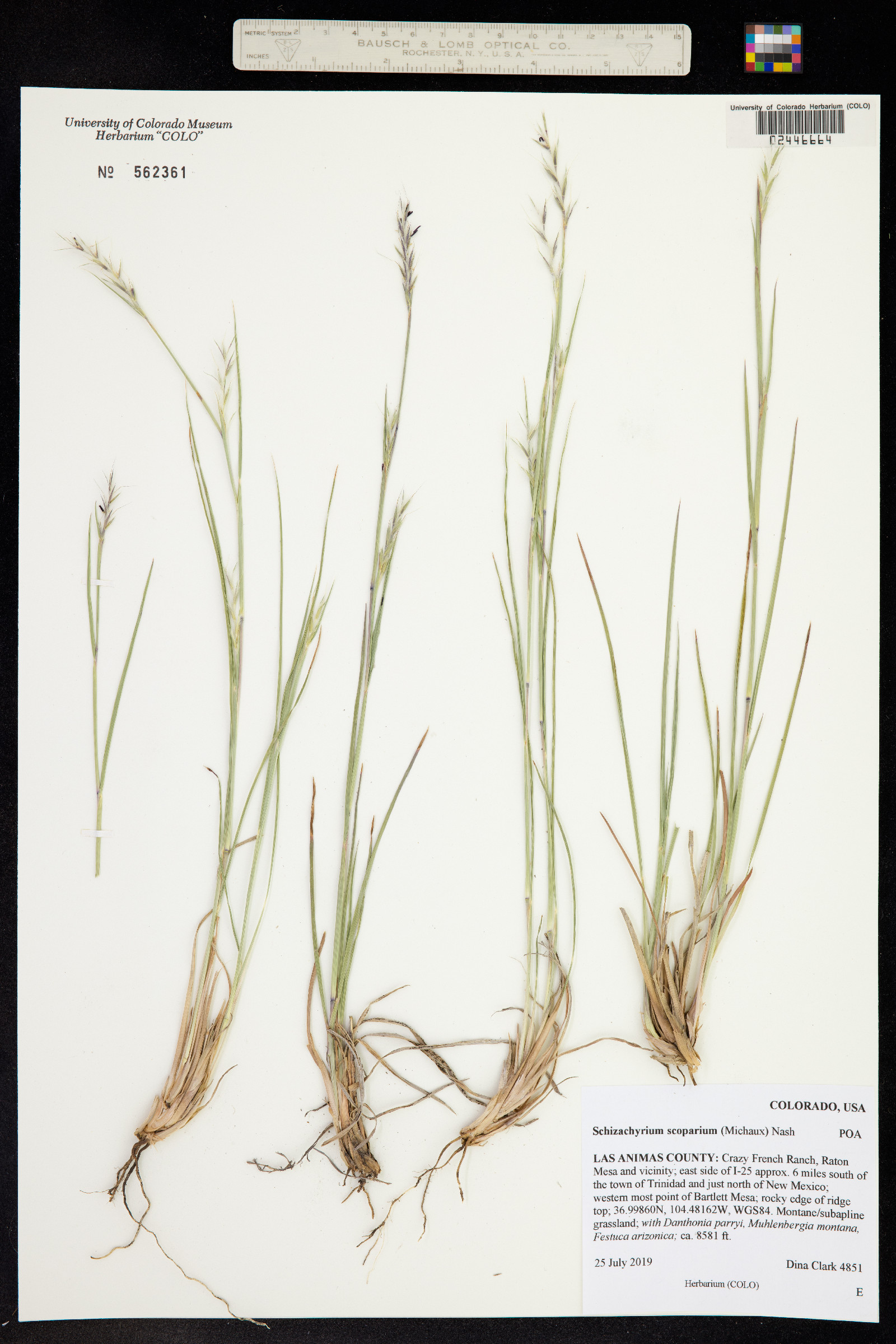 Schizachyrium scoparium image