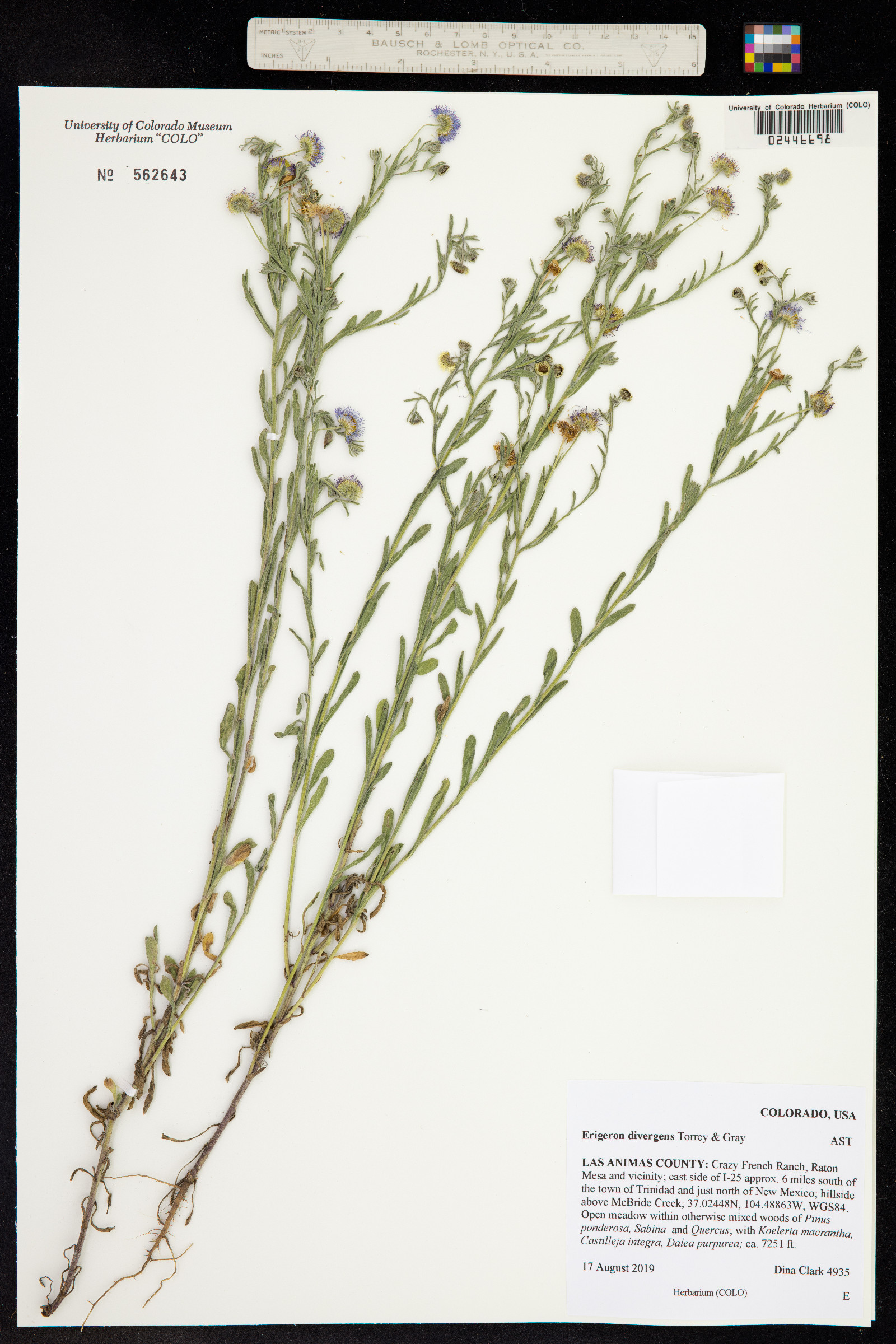 Erigeron divergens image