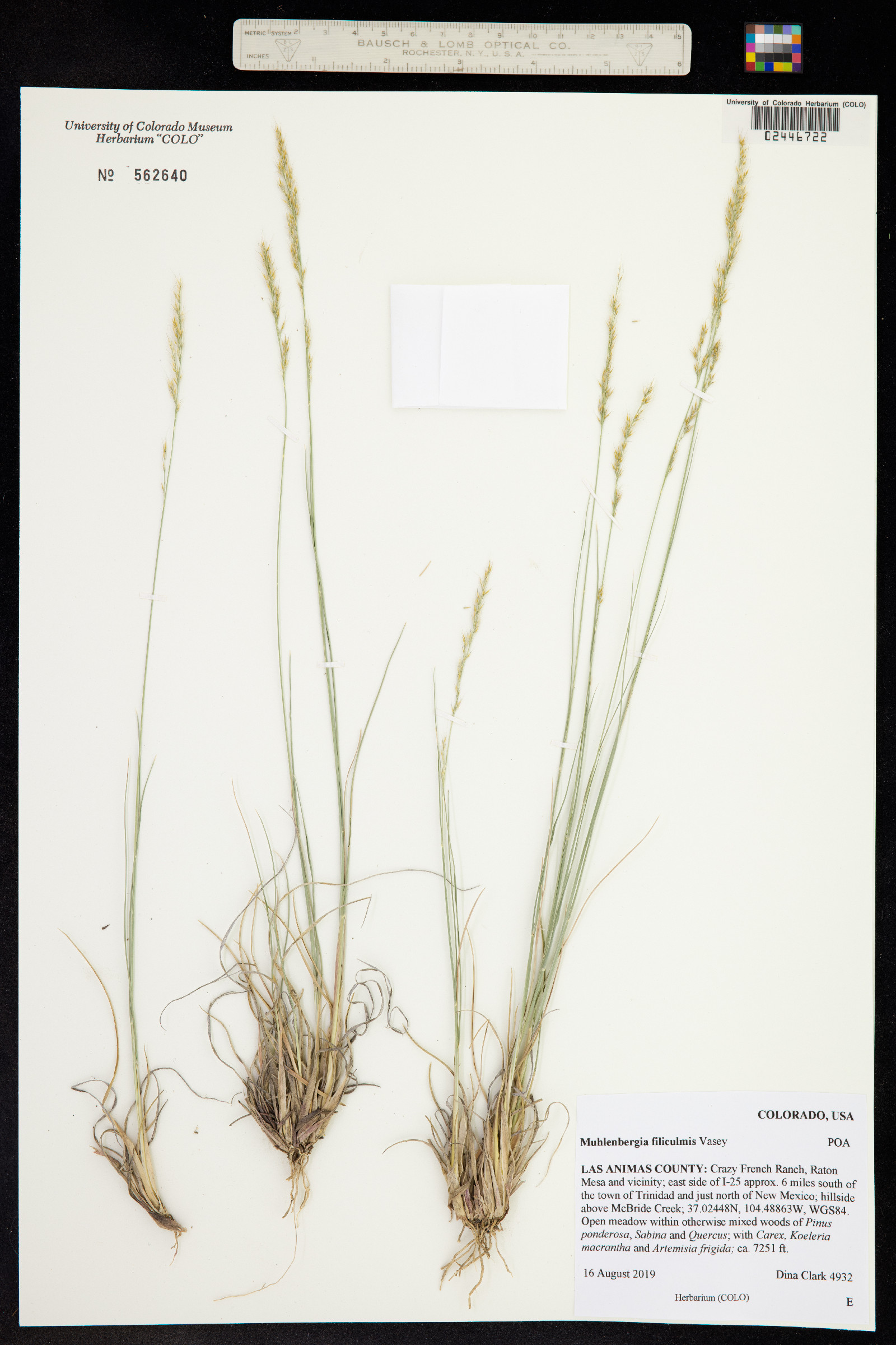 Muhlenbergia filiculmis image