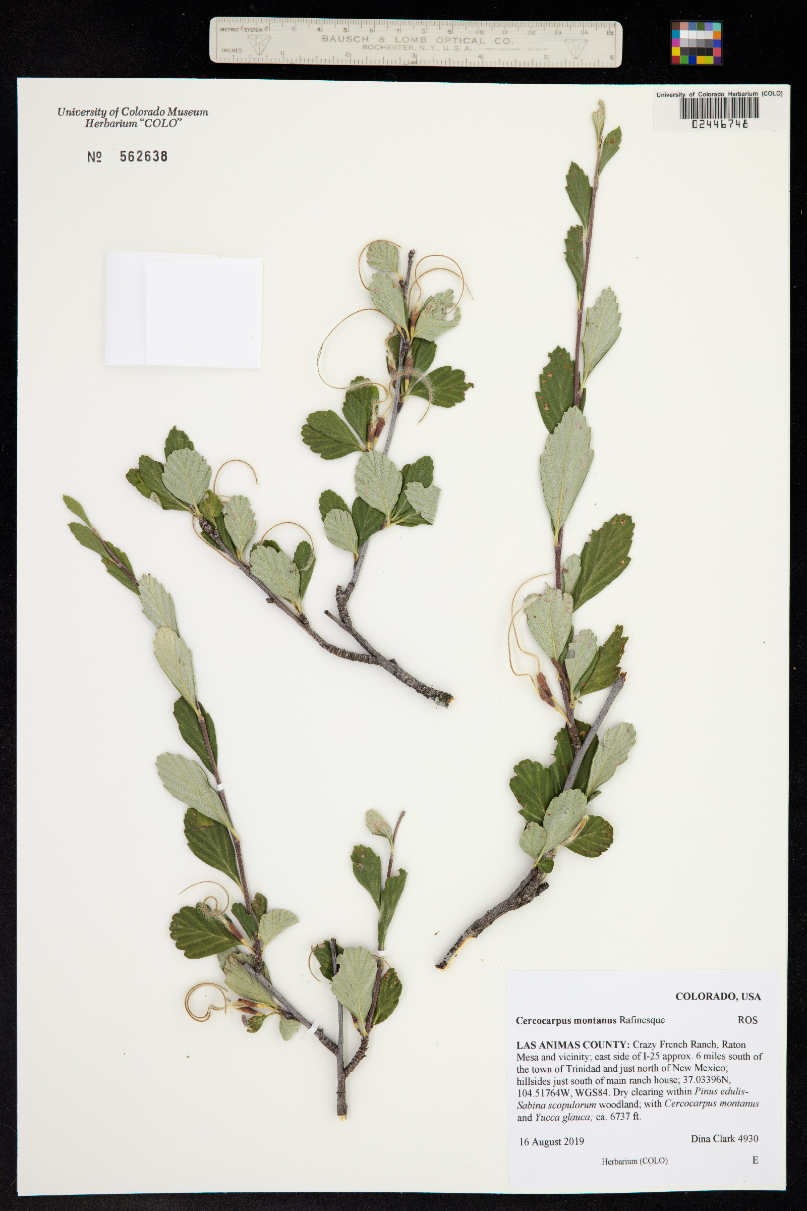 Cercocarpus montanus image
