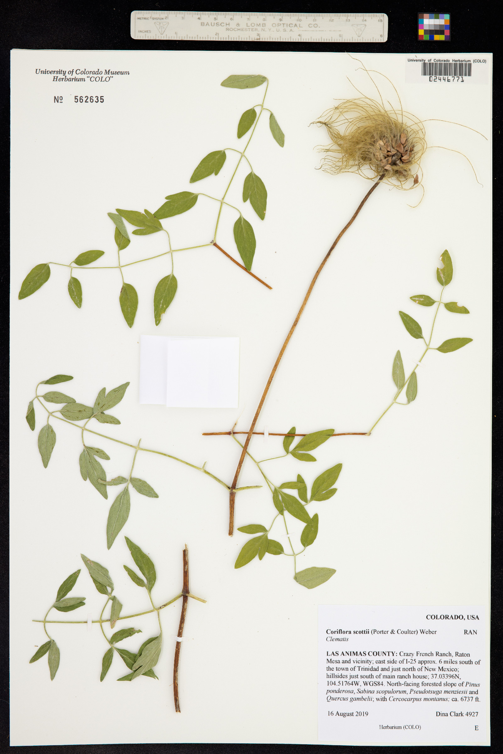 Coriflora scottii image