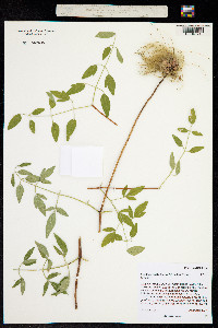 Coriflora scottii image