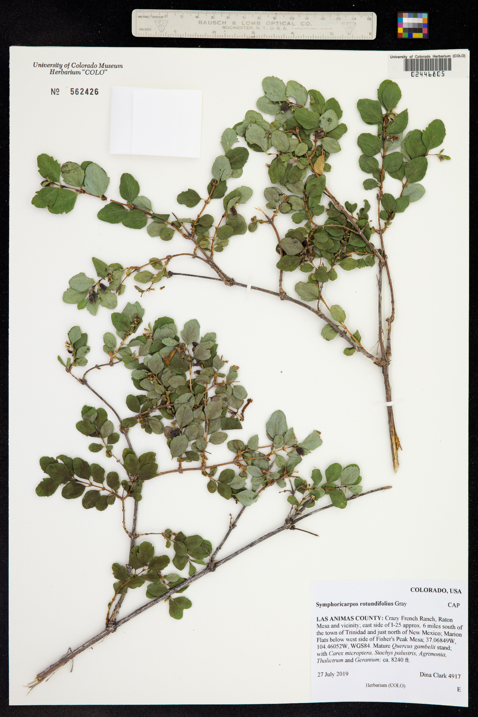 Symphoricarpos rotundifolius image