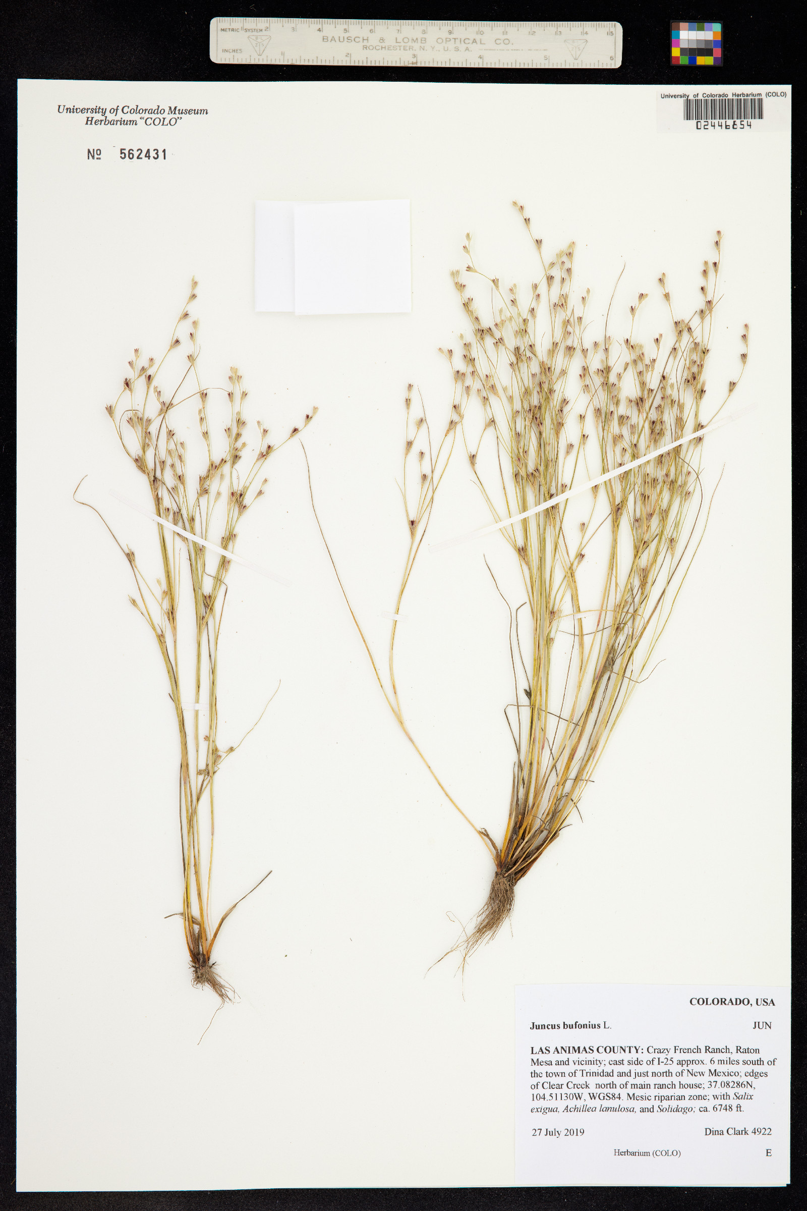 Juncus bufonius image